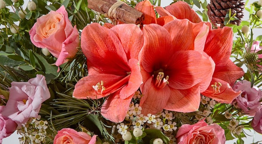 A close-up of peach amaryllis in a bouquet of roses and pinecones