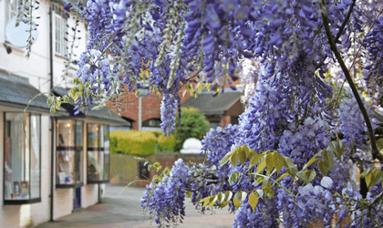 A 100-year-old Wisteria plant in full bloom hangs against a backdrop of a quaint, traditional English shop that is painted a very pale pink, with black window frames displaying items for sale.  