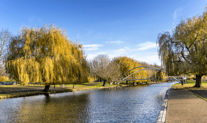 Photo of a picturesque river lined with willow trees. The leaves are autumnal gold in colour, and ducks float on the water in the middle distance. Beyond the ducks is a modern design footbridge with curved and crossing struts over the top.