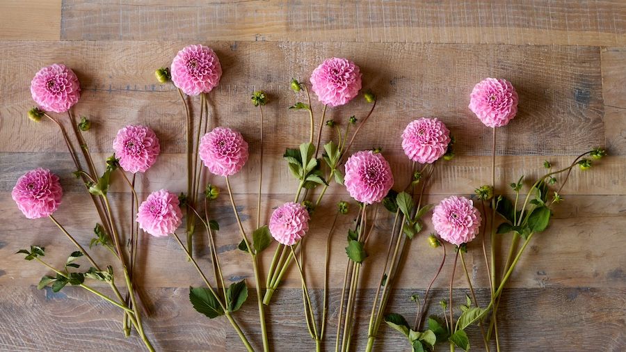 Dahlia_stems 146_16X9.jpg