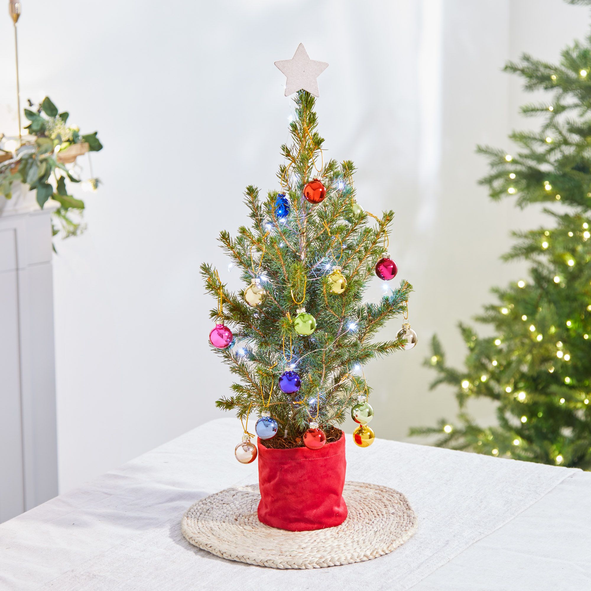 Send a Letterbox real Christmas tree | Arena Flowers
