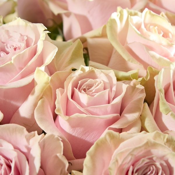 A close-up image of a bouquet of pink Mondial roses