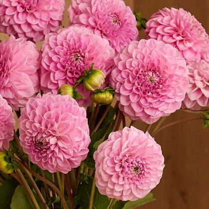 Pink-Dahlias-2.jpg