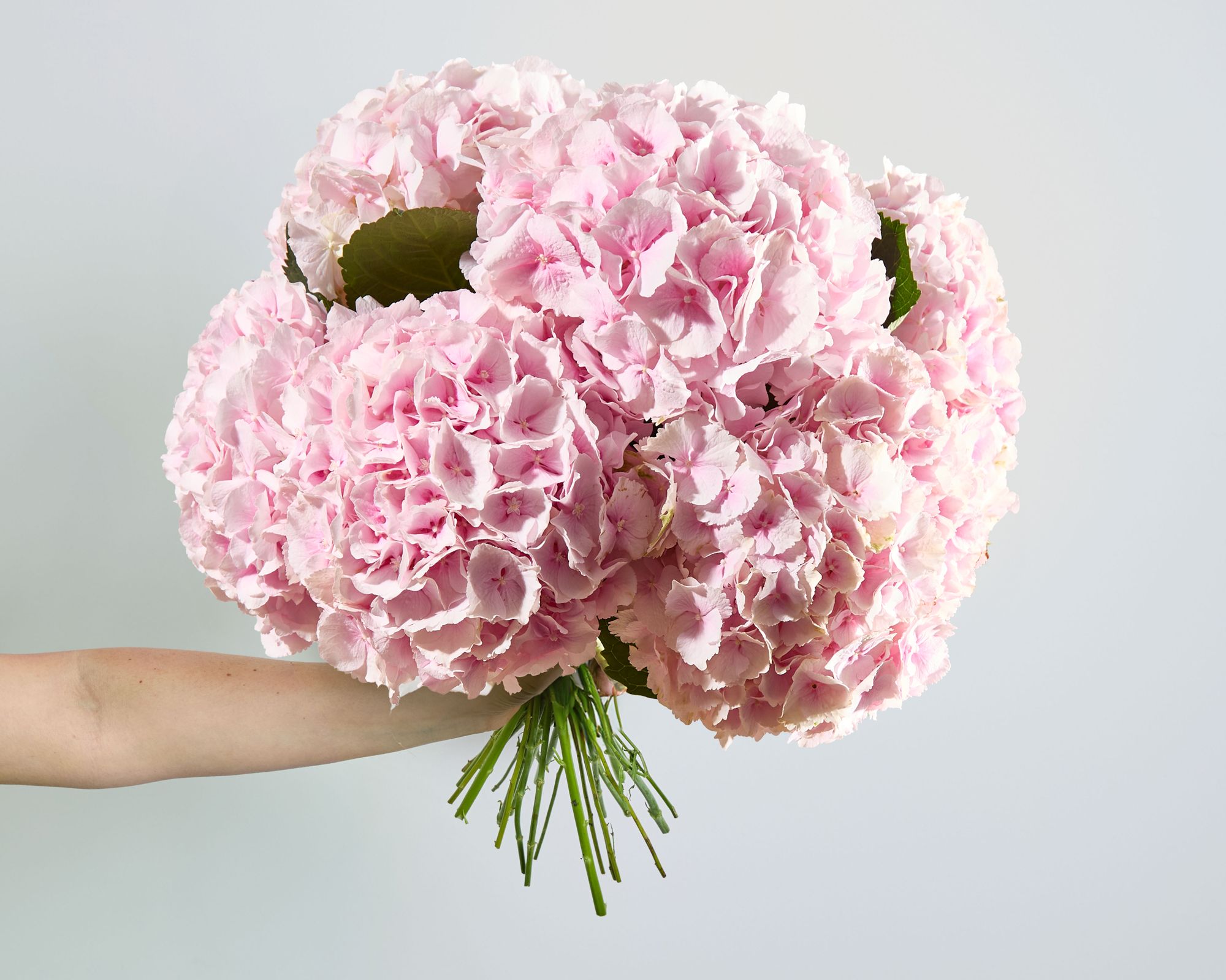 Pink Hydrangea.jpeg