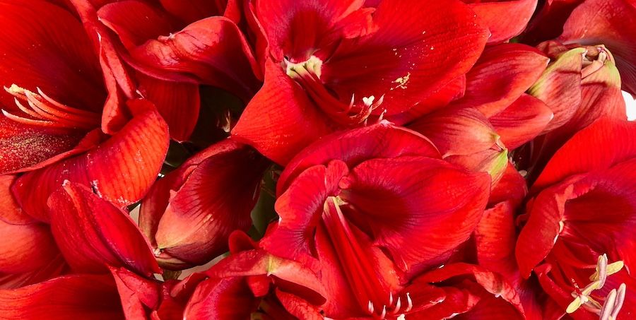 A close-up of a red amaryllis bouquet