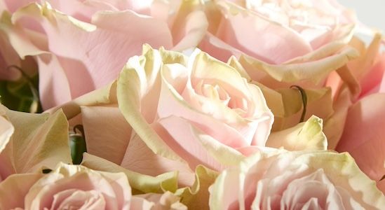 Rose_Blog_Header.jpg