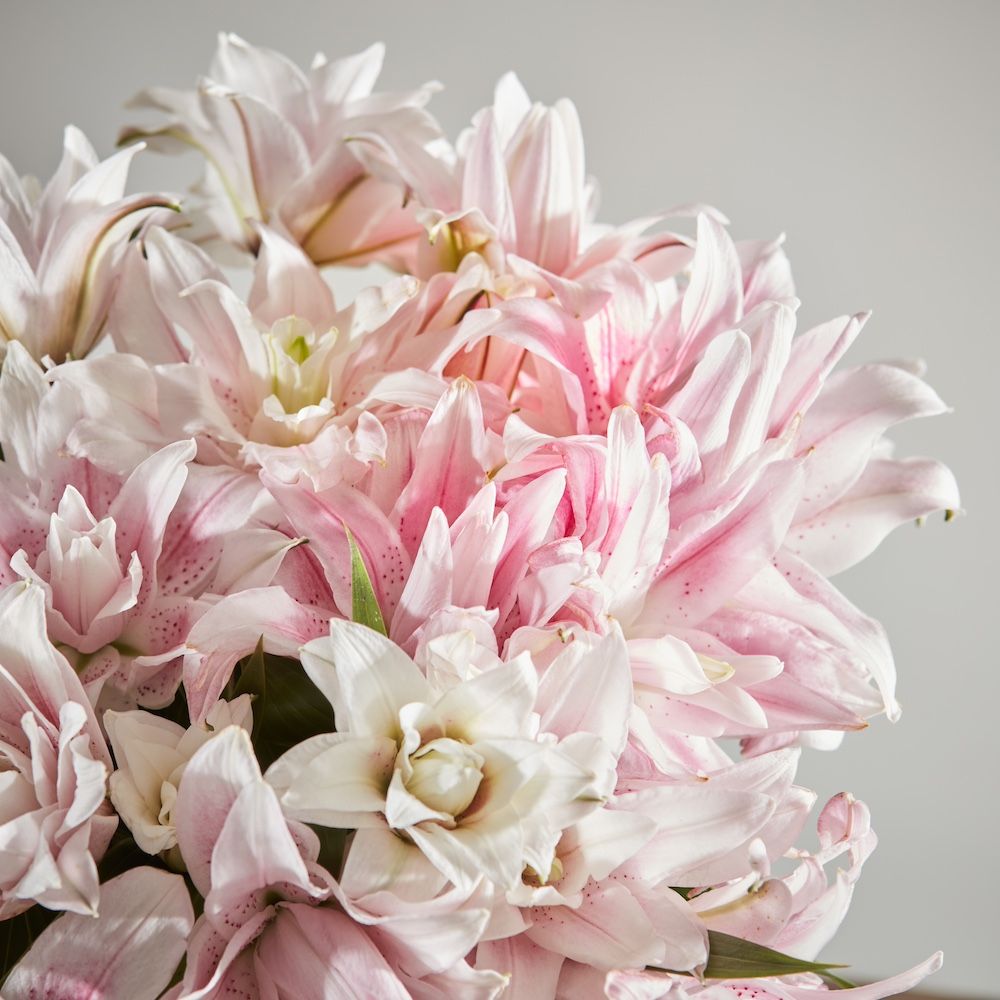 A close-up image of a bouquet of pink double lilies