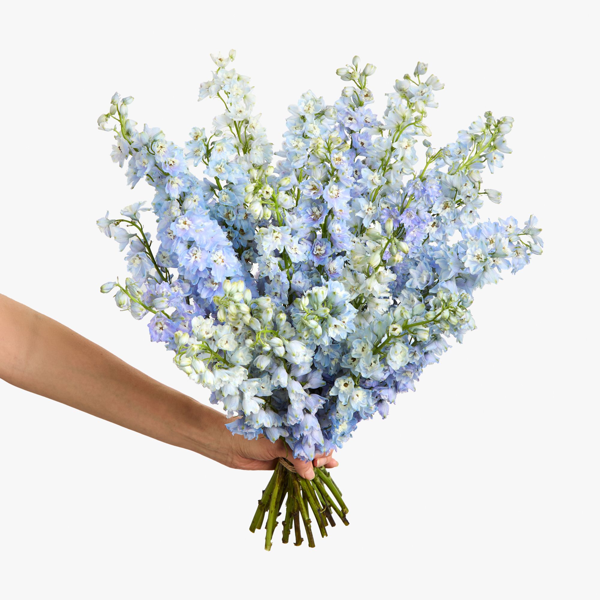 ‘Guardian Lavender’ delphinium