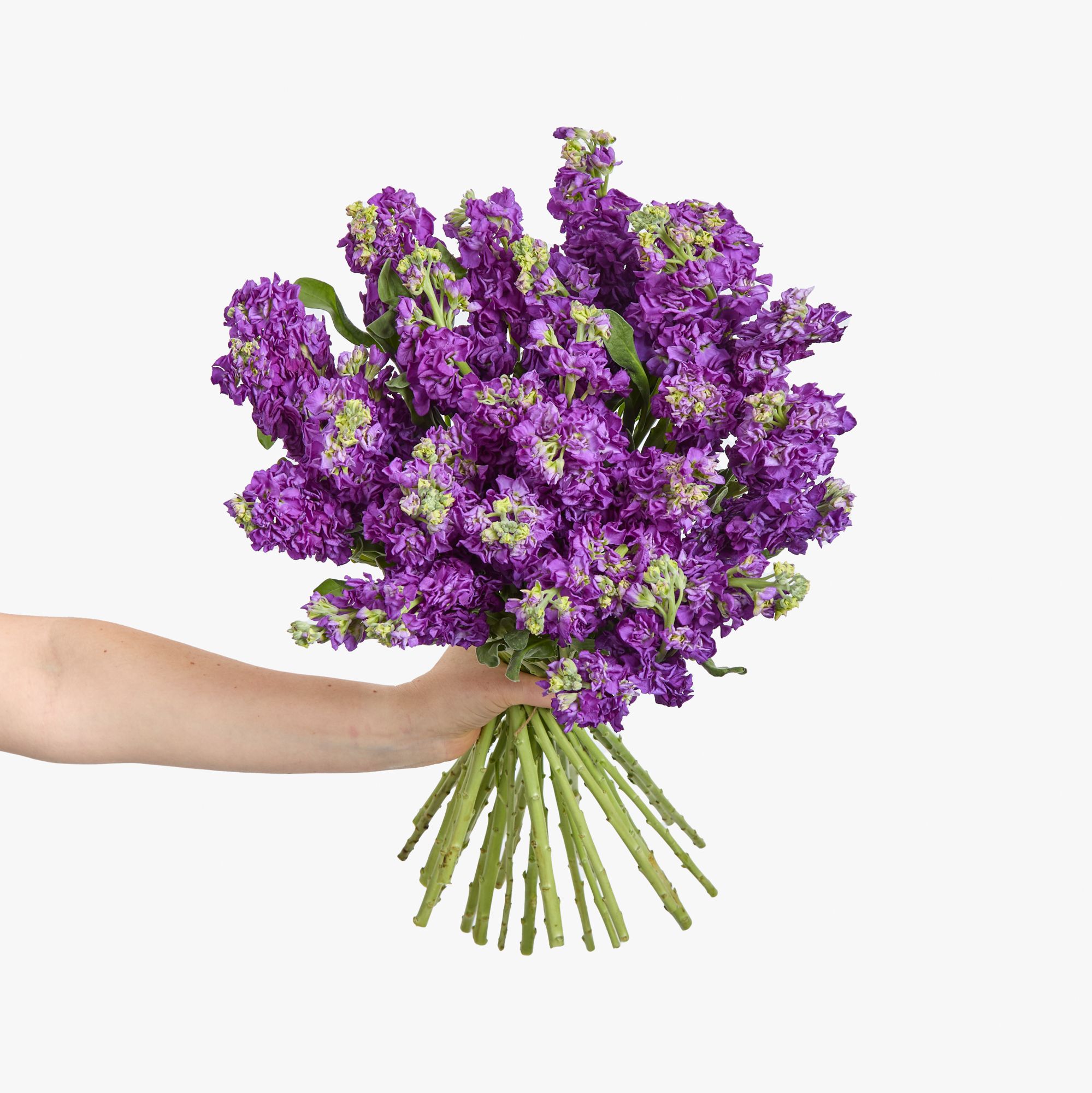Purple stocks