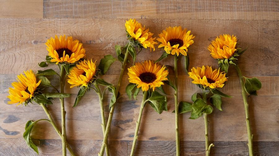 Sunflower_stems 140_16X9.jpg