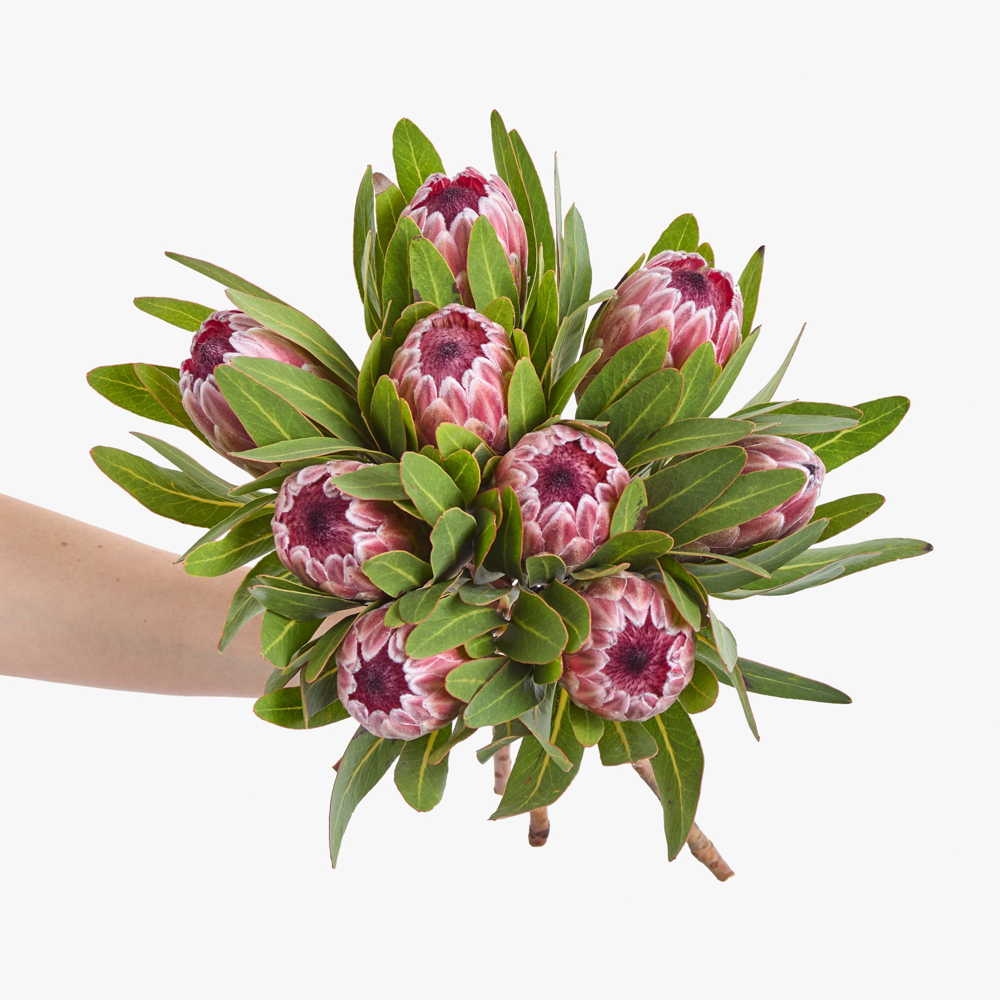 'Pink Ice' protea