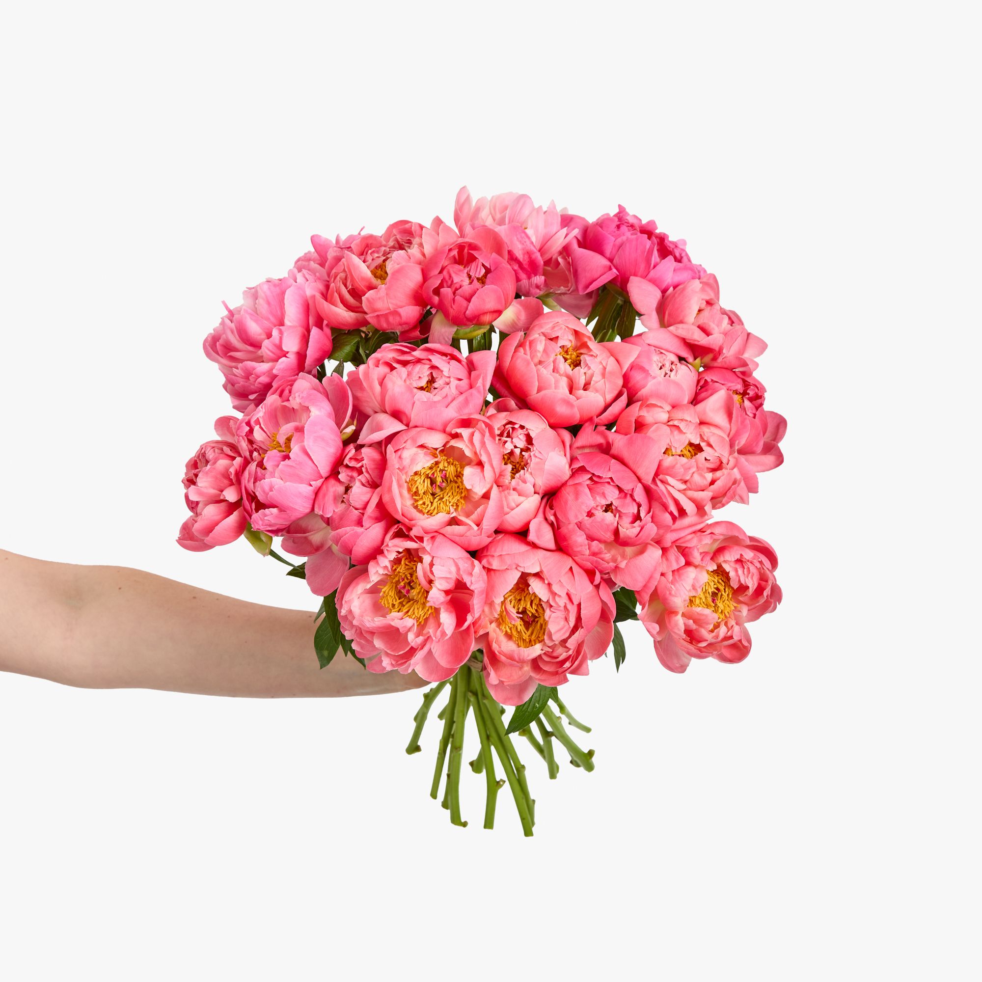 Peonies