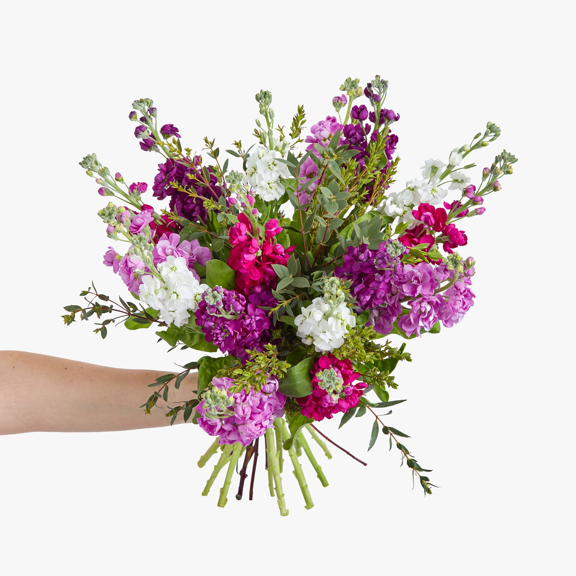 Mixed British stocks and eucalyptus parvifolia
