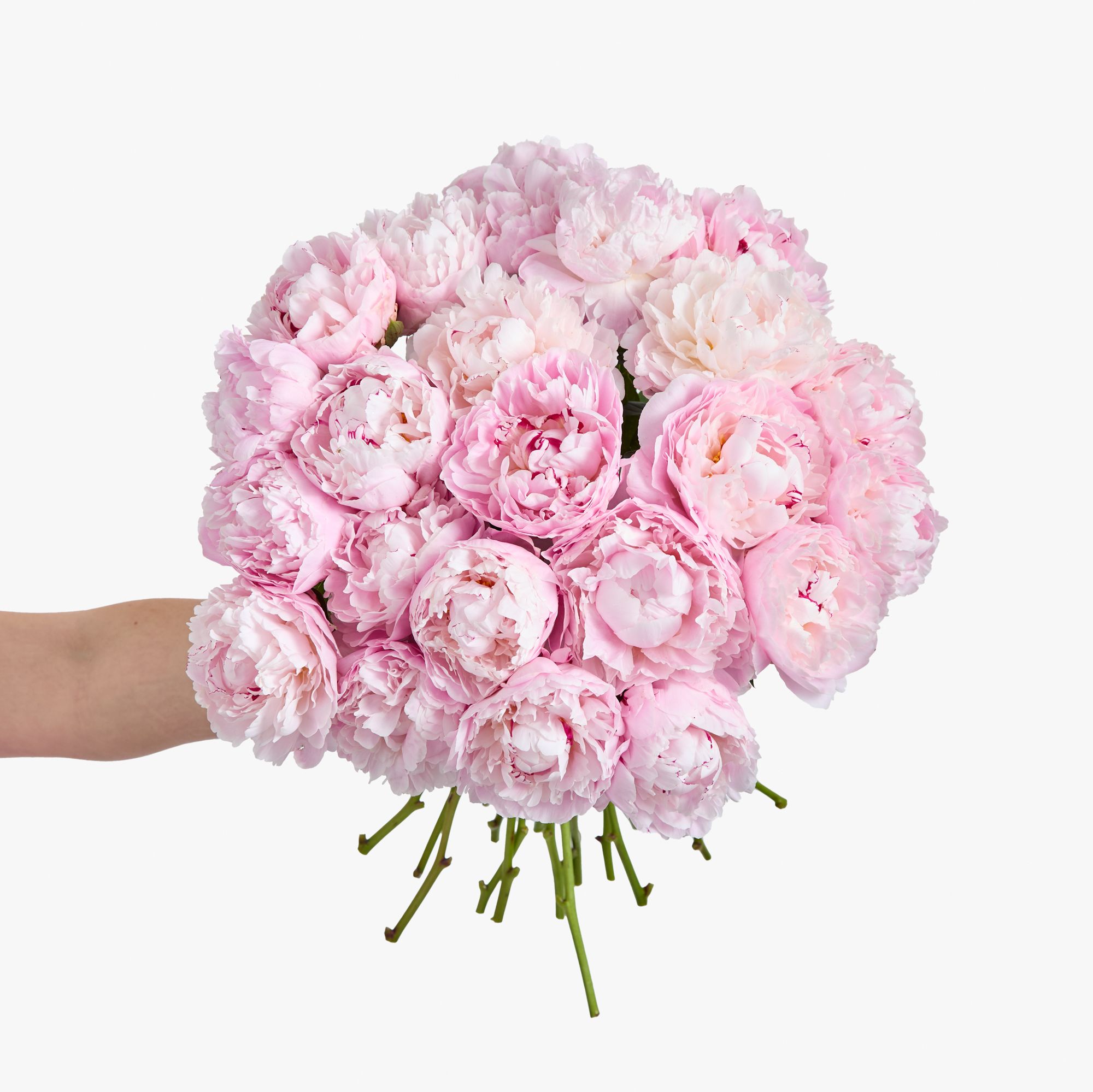 Pink peonies