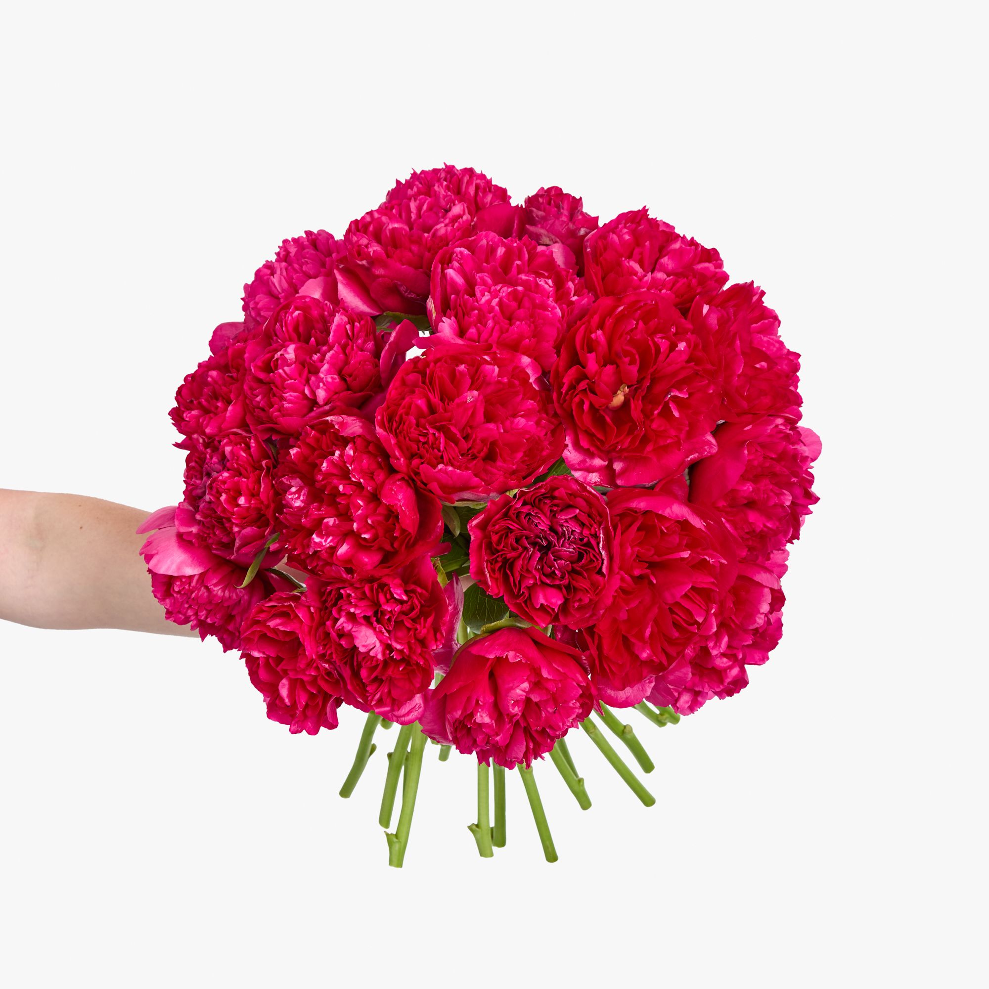 Red peonies