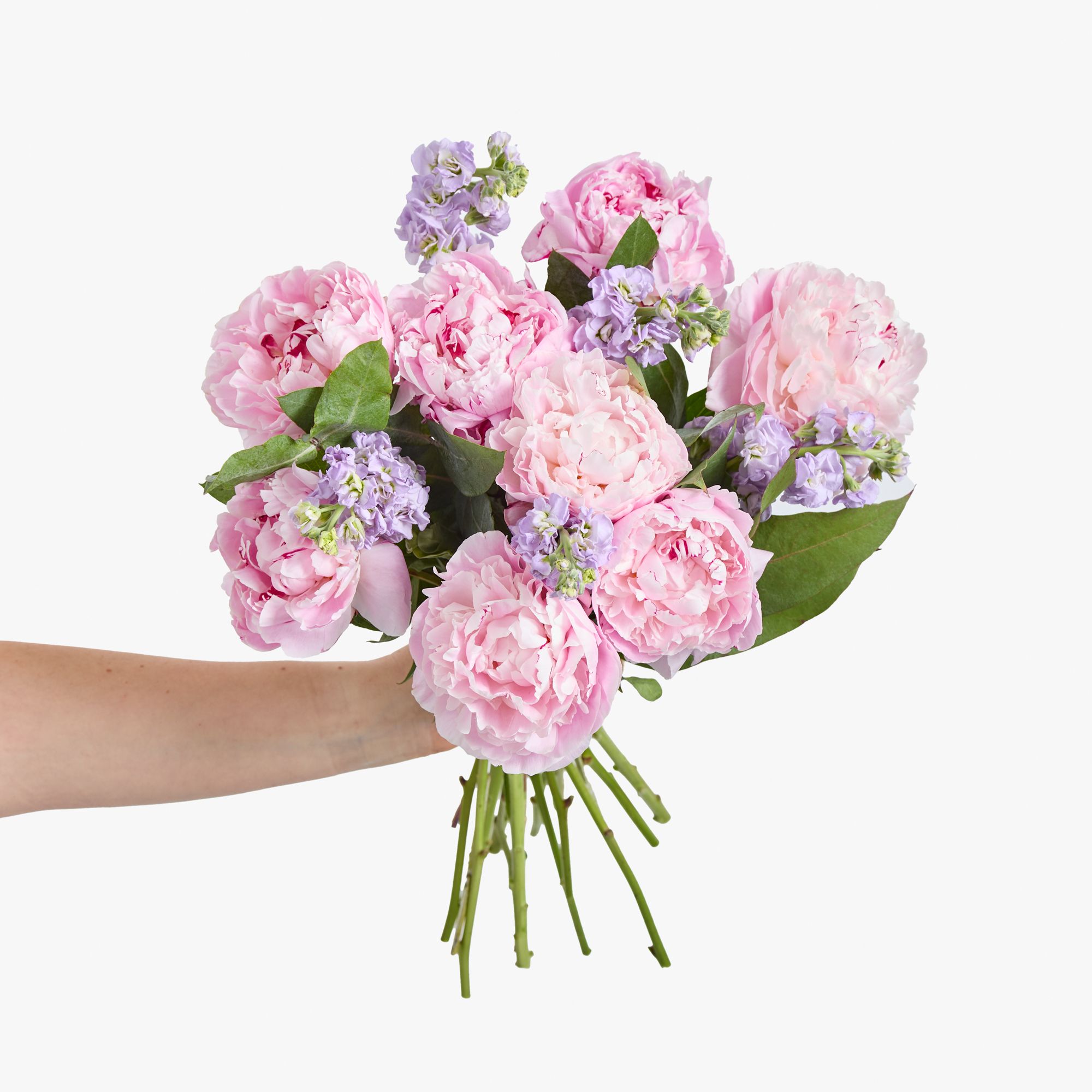 Pink peonies, lilac stocks and eucalyptus robusta
