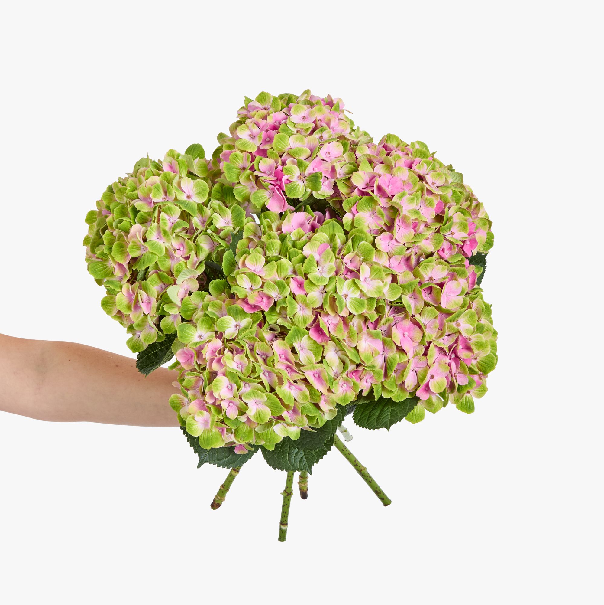 Hydrangea 'Magical Amethyst', which is a large hydrangea with green and pink flowers