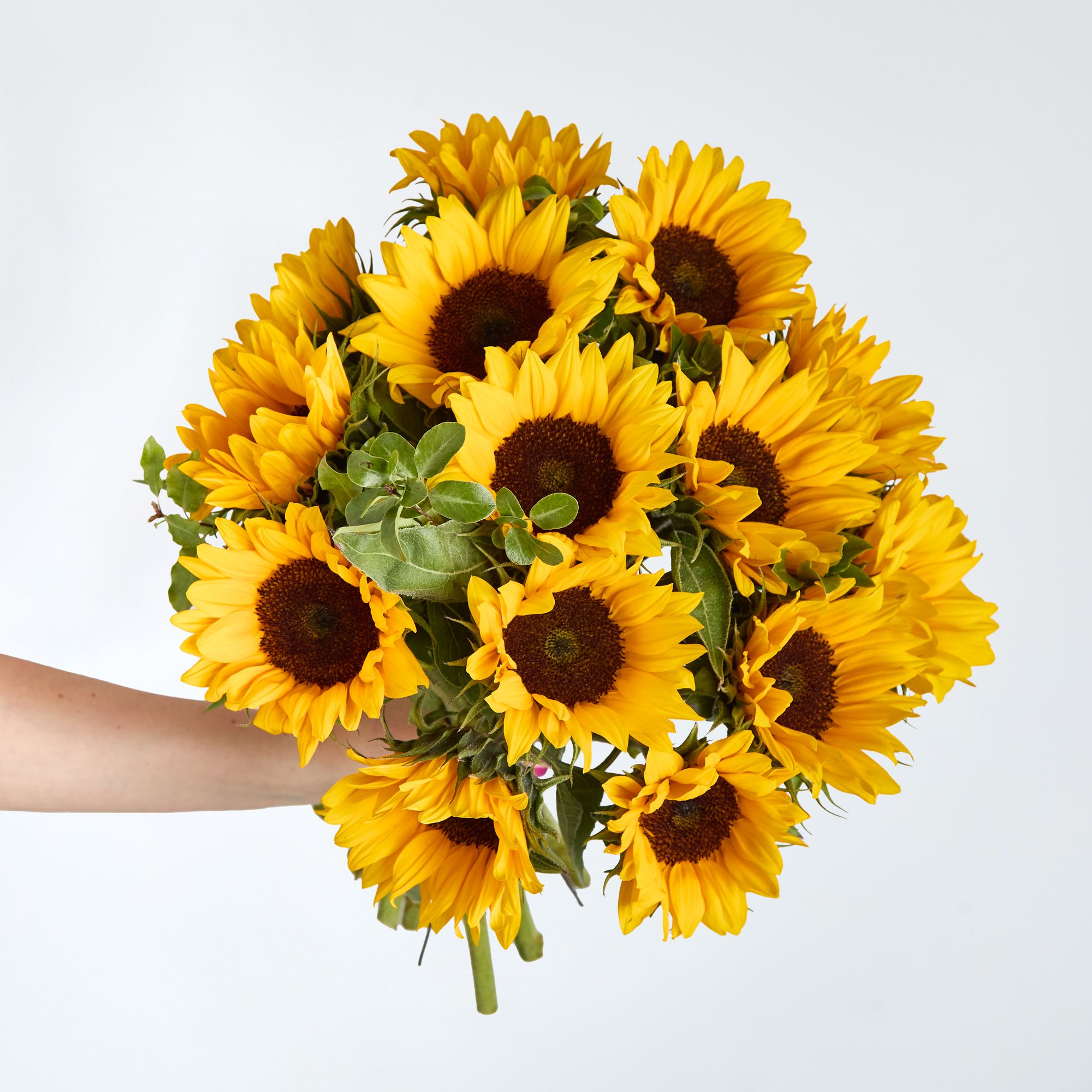 Sunflowers and mini pittosporum
