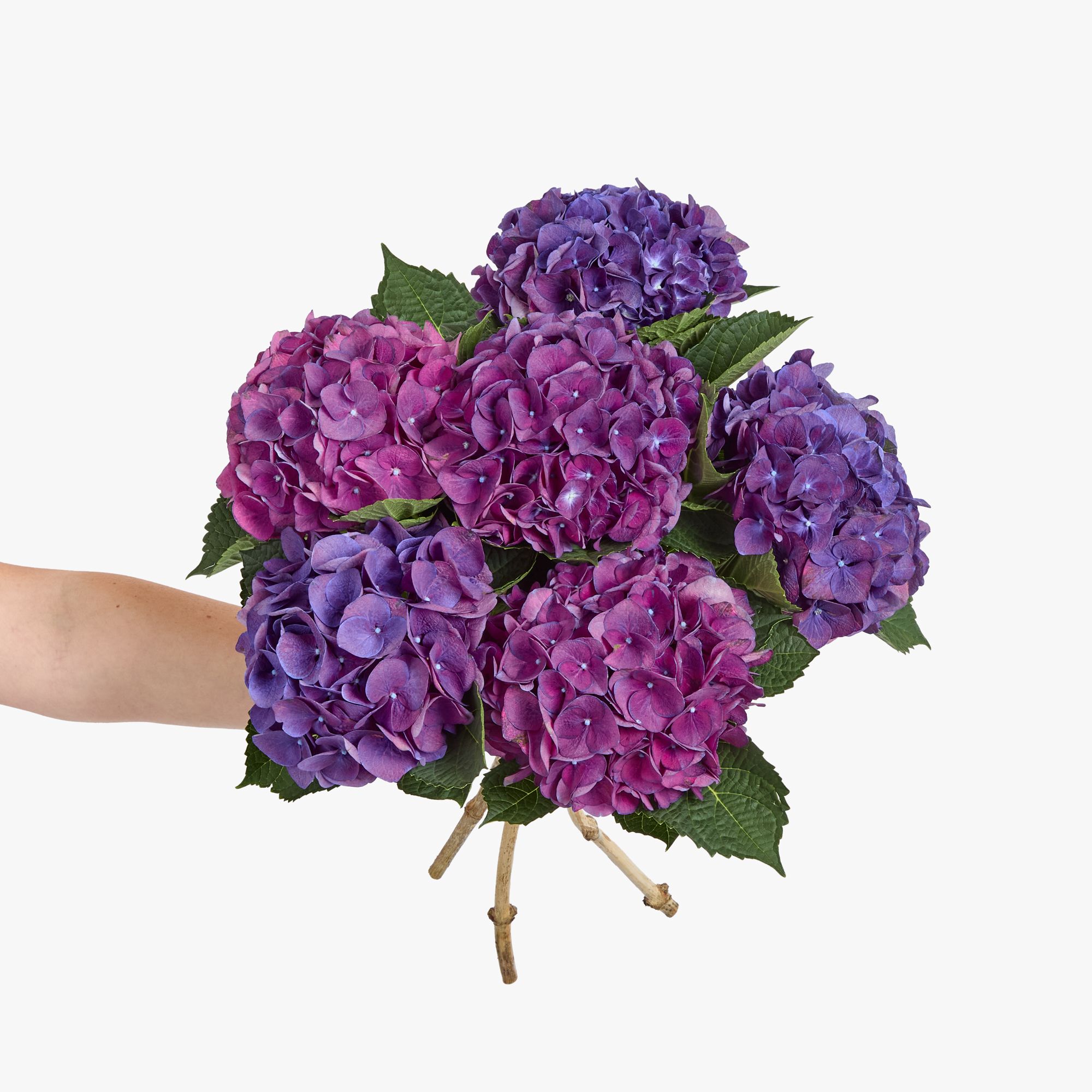 Purple hydrangeas