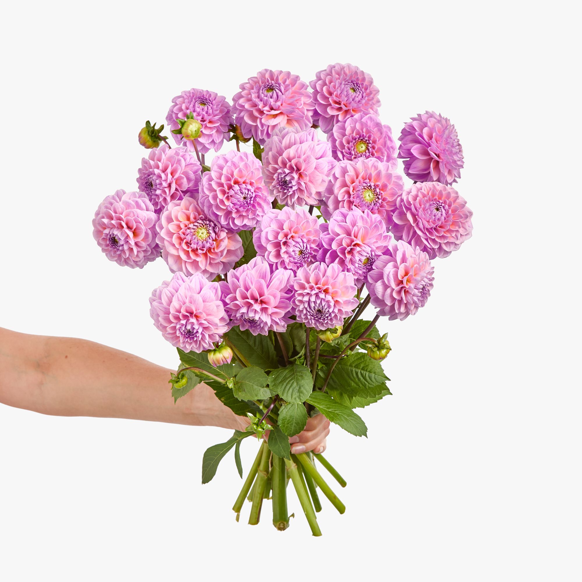 Pink 'Wizard of Oz' dahlias
