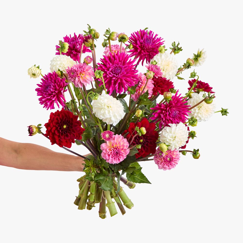 Pink, red, fuchsia and white dahlias