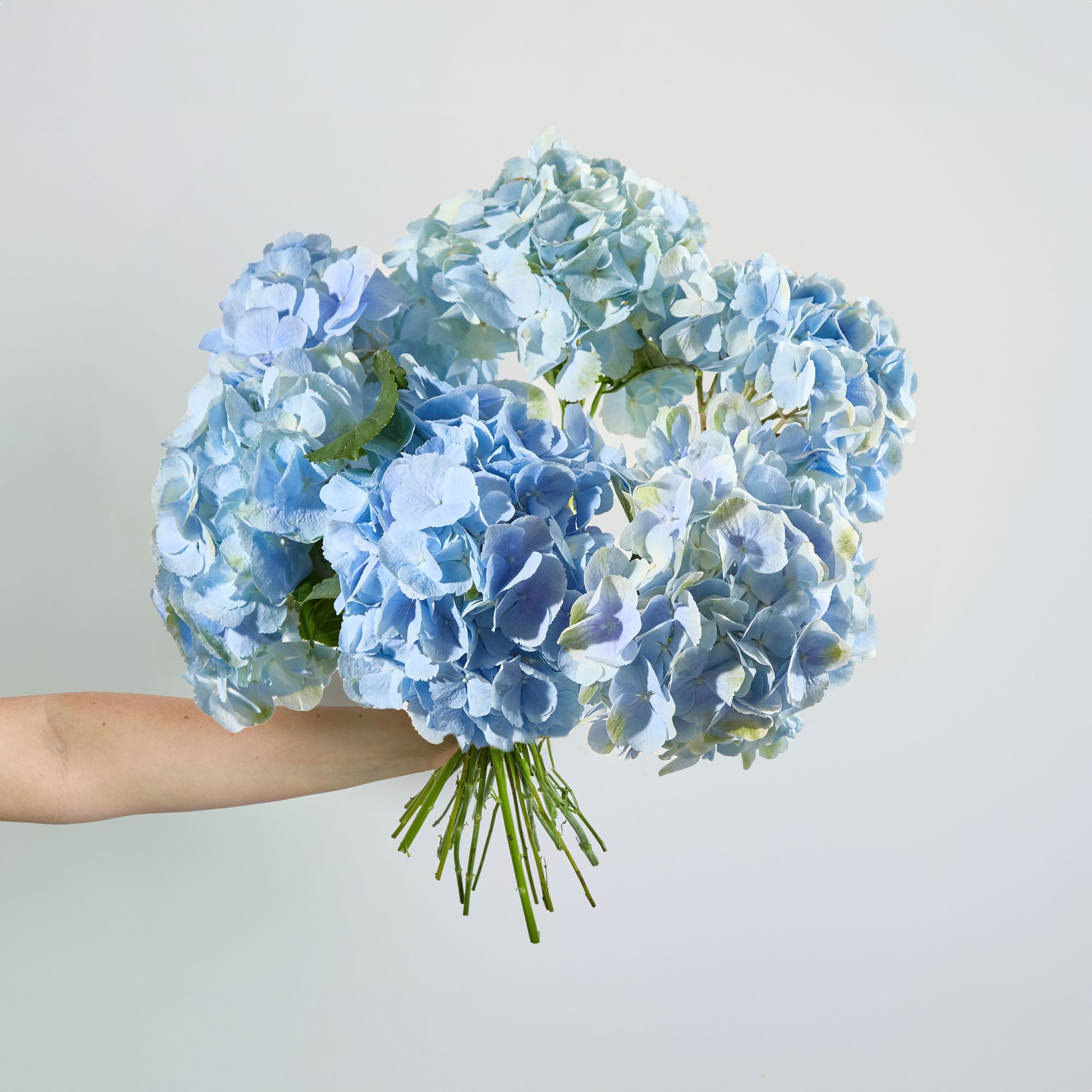 Blue hydrangeas