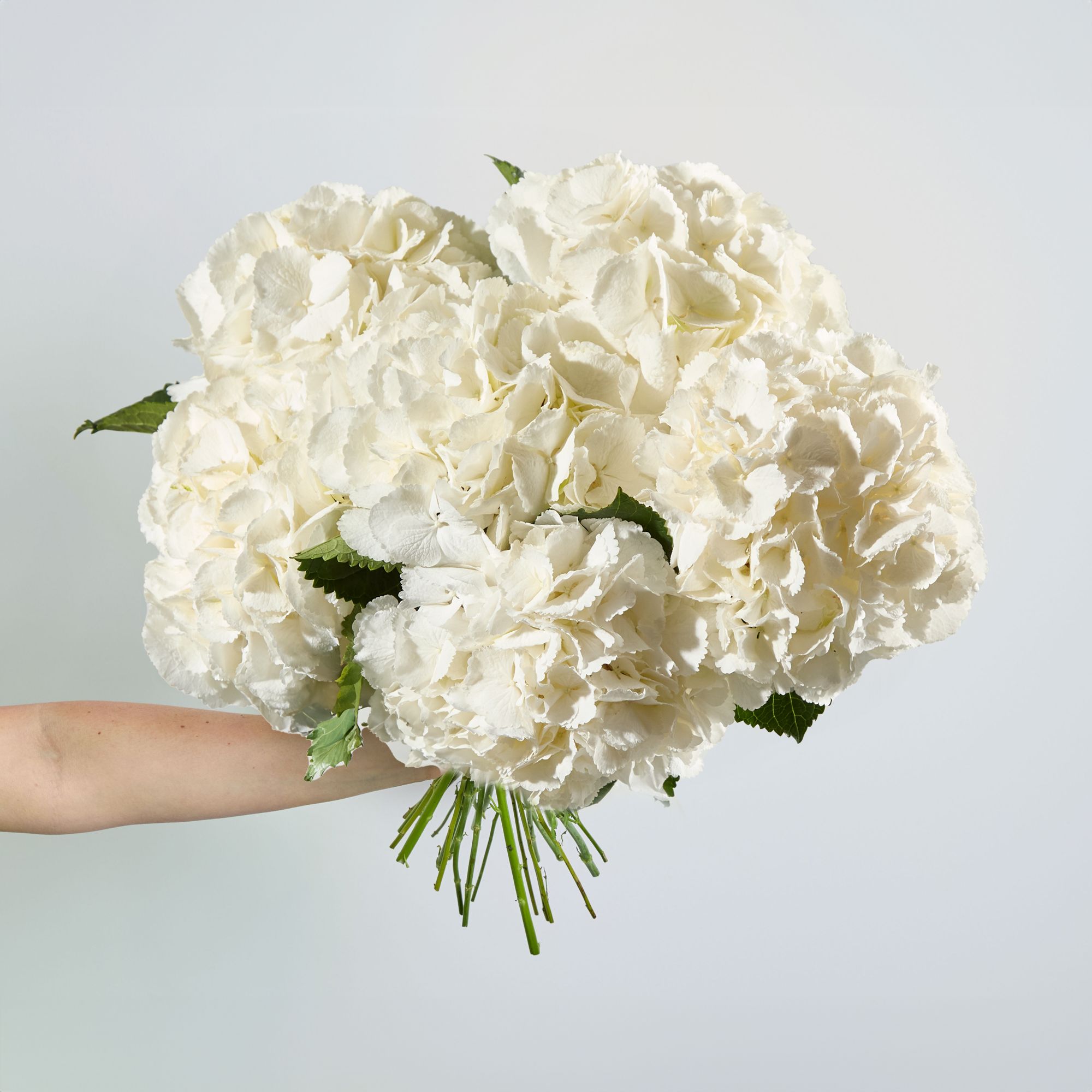 White hydrangeas