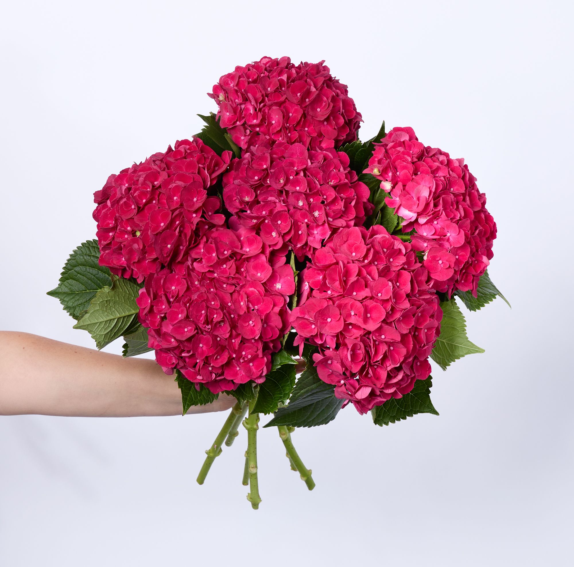 'Mon Amour' hydrangeas