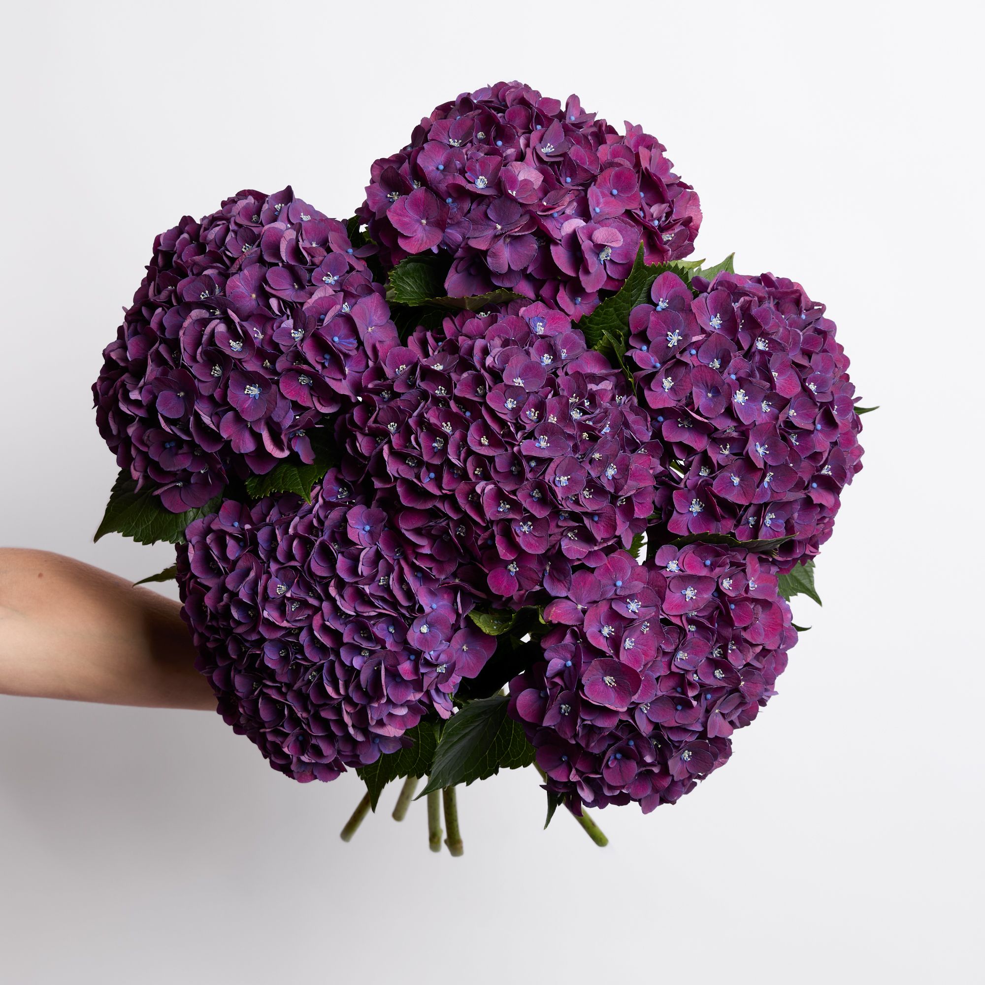 Purple hydrangeas