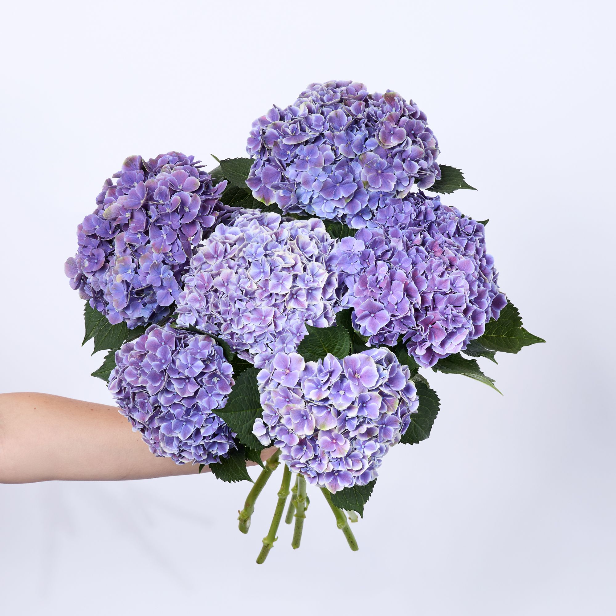 Purple 'Beautiful Rio' hydrangeas