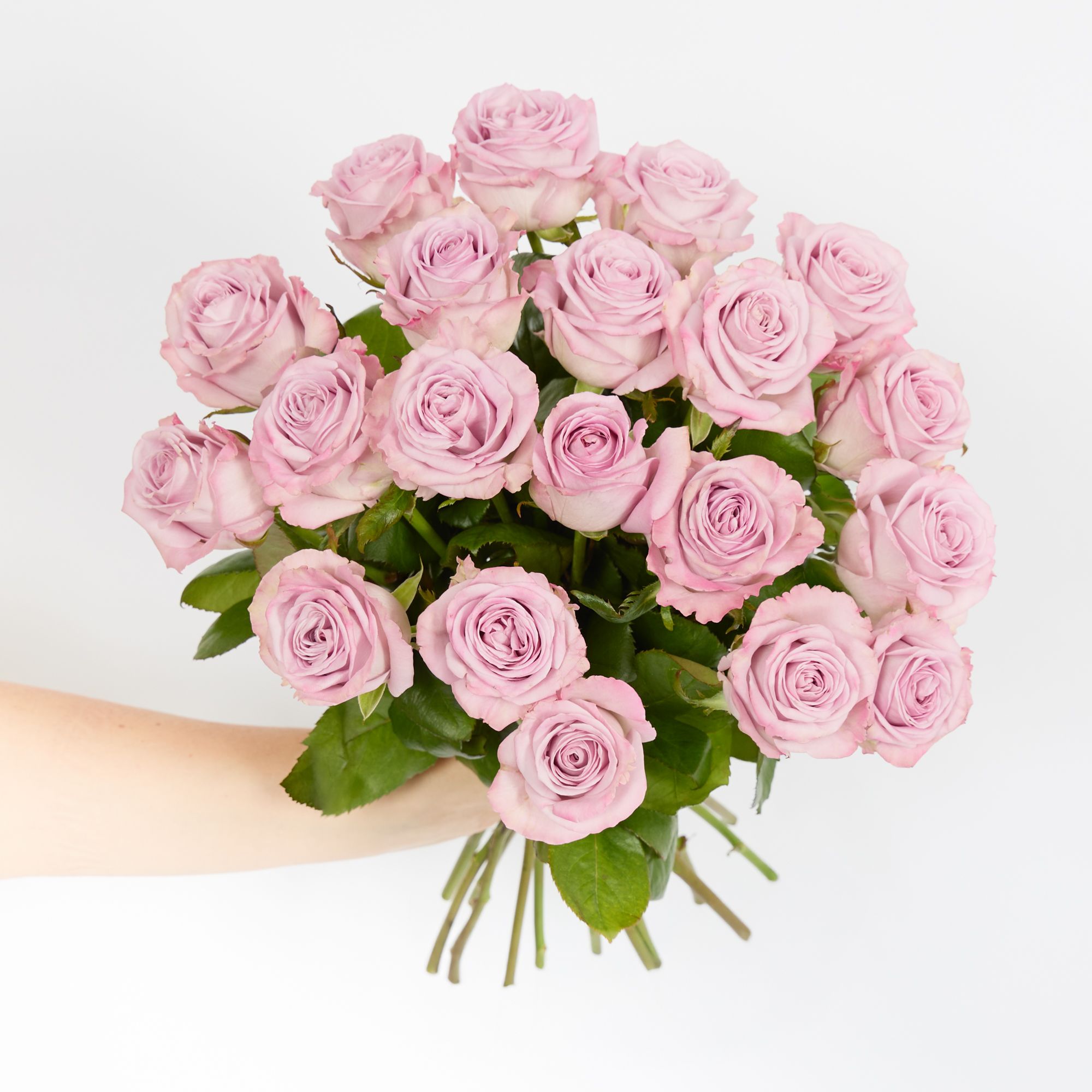 Pink roses 'Neyelli'