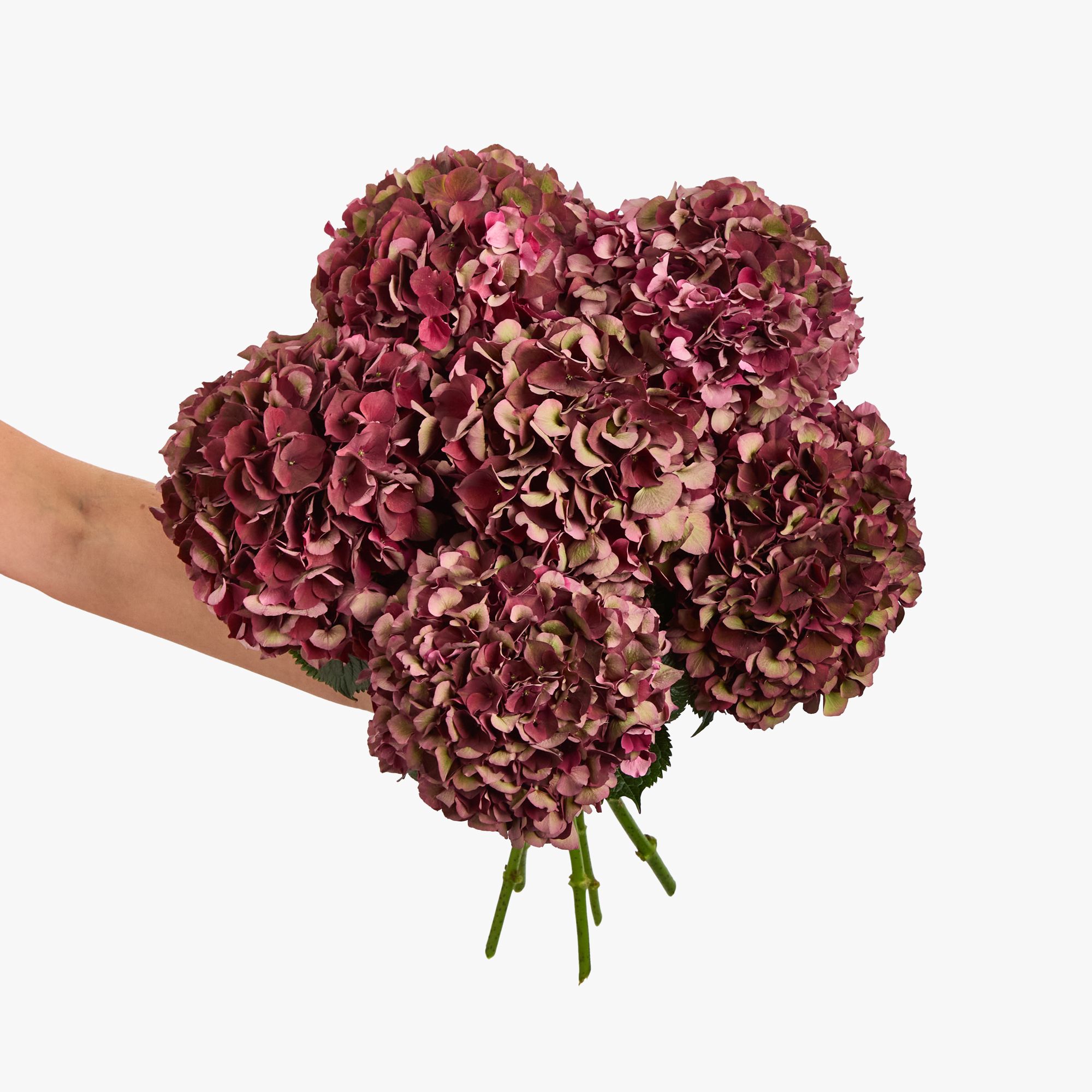 Antique 'Ruby Classic' hydrangeas