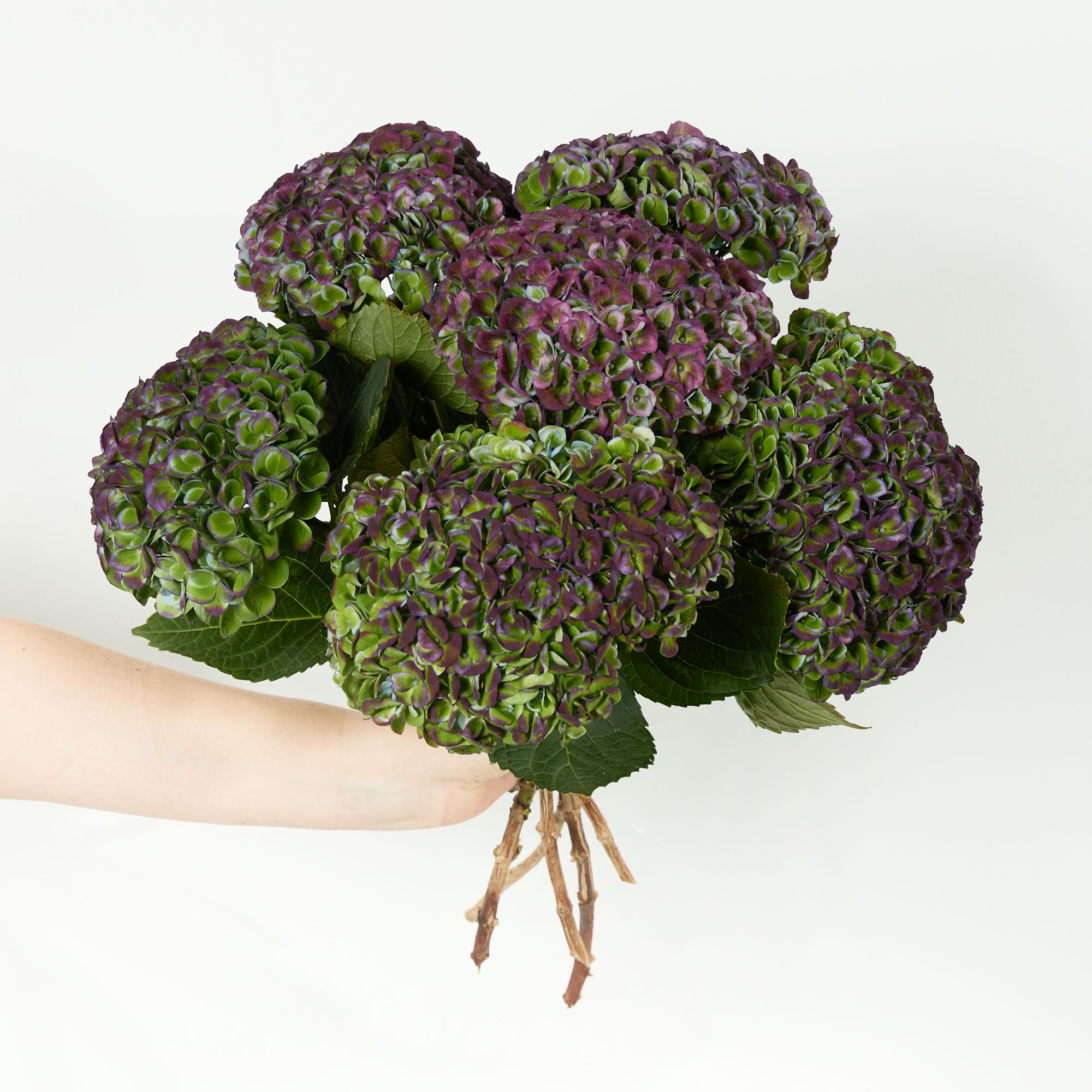 'Magical Revolution' hydrangeas