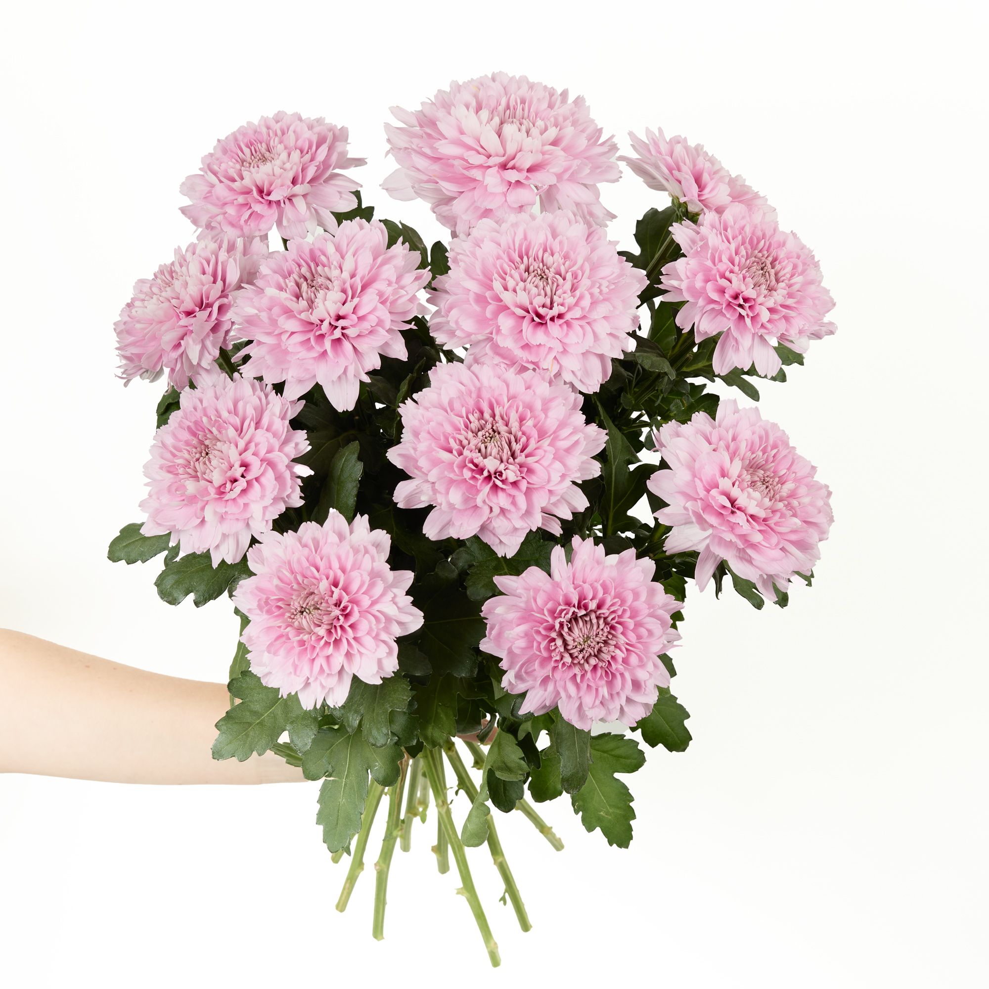 'Kalimba Pink' chrysanthemums