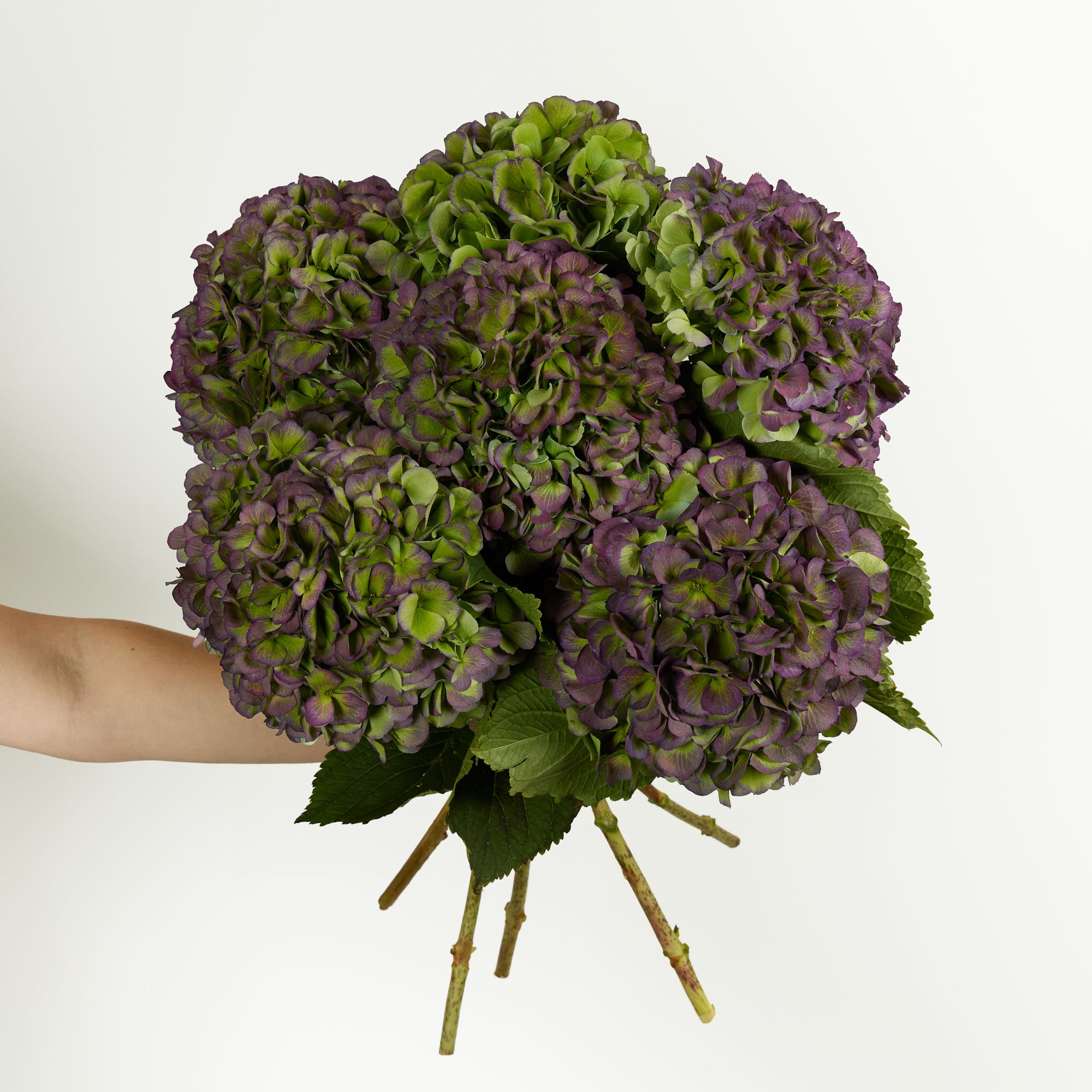 Antique hydrangeas with purple and green petals