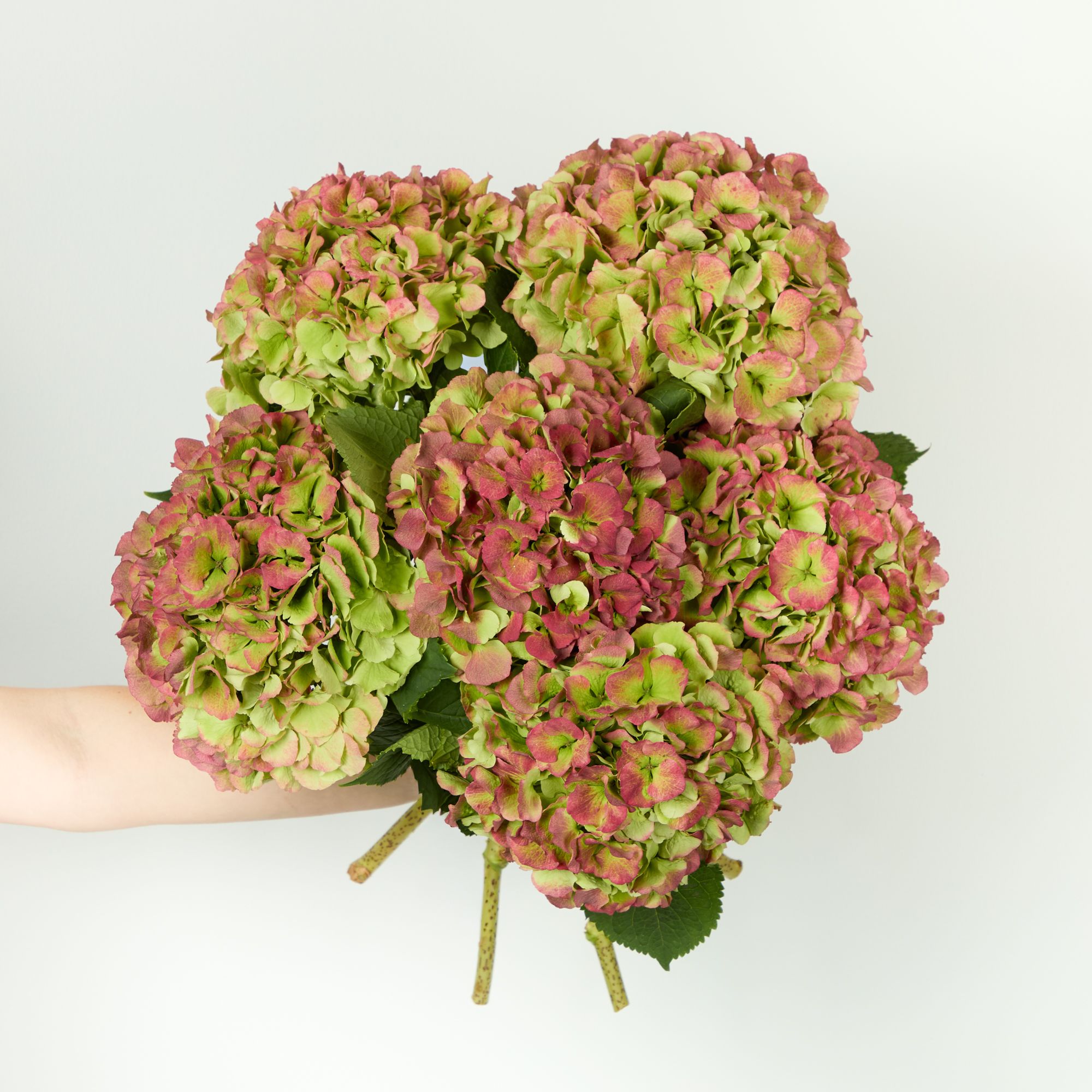 'Verena Classic' Hydrangeas