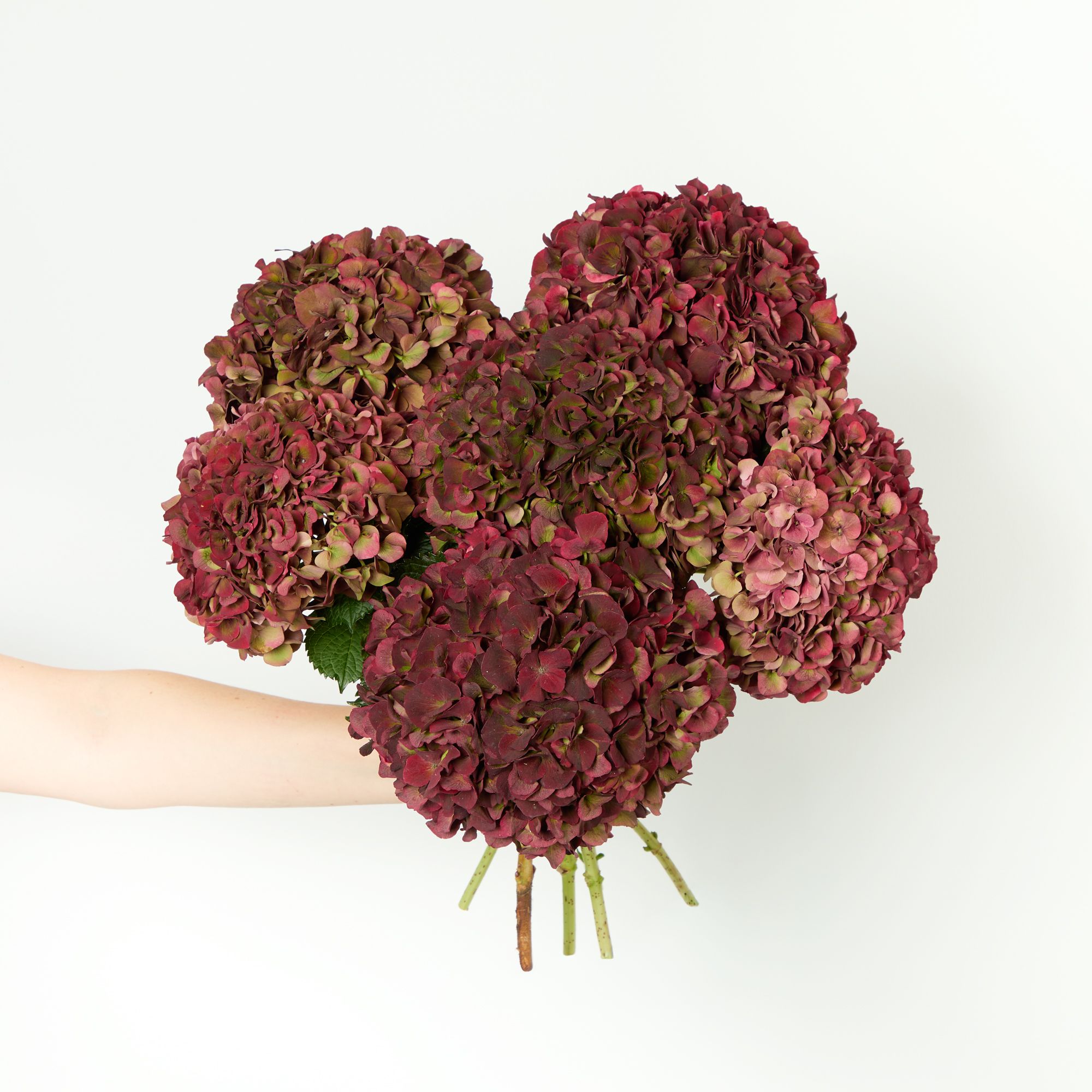 Magical Pink Ruby Hydrangea