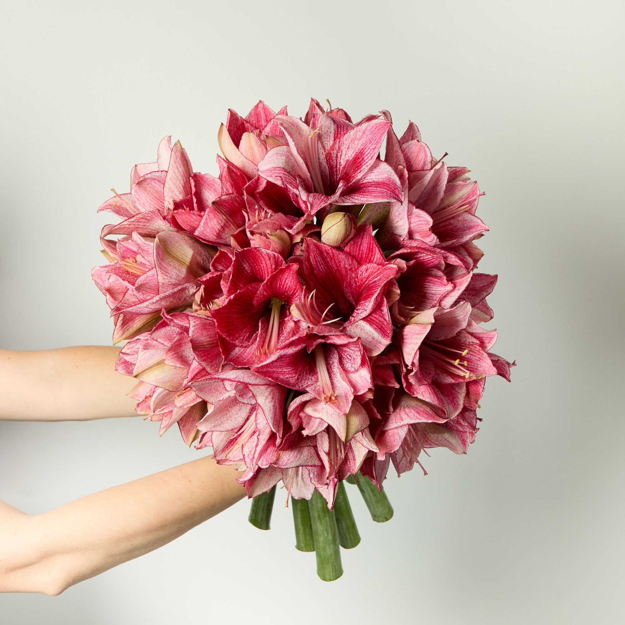 Amaryllis ‘Revelation’, which is a dark pink with subtle white stripes