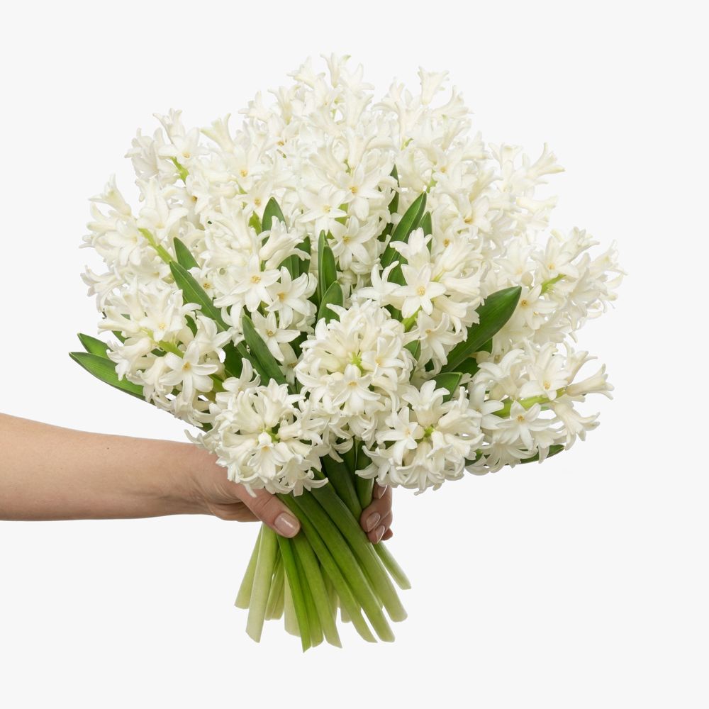 White hyacinths