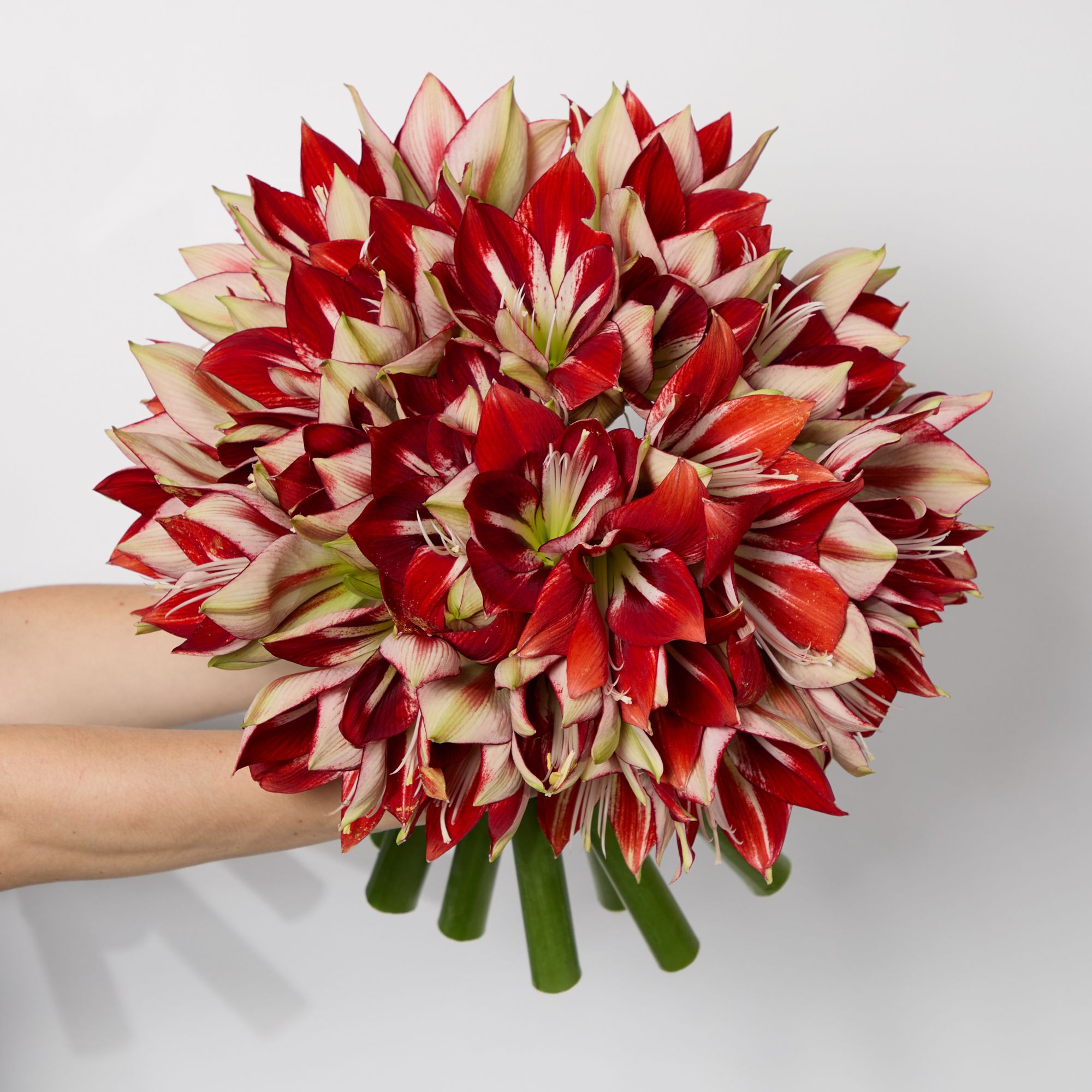 Bi-colour red-and-white 'Passion' amaryllis