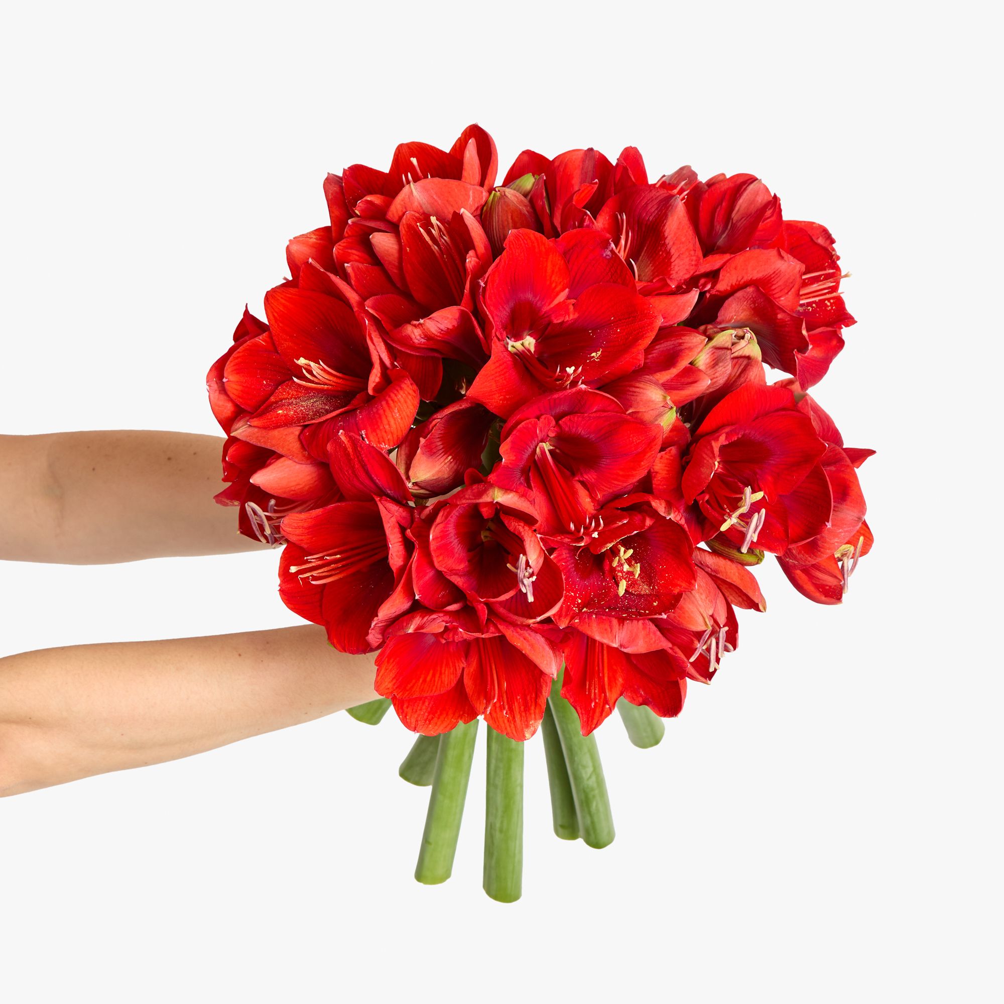 Red ‘Ferrari’ amaryllis