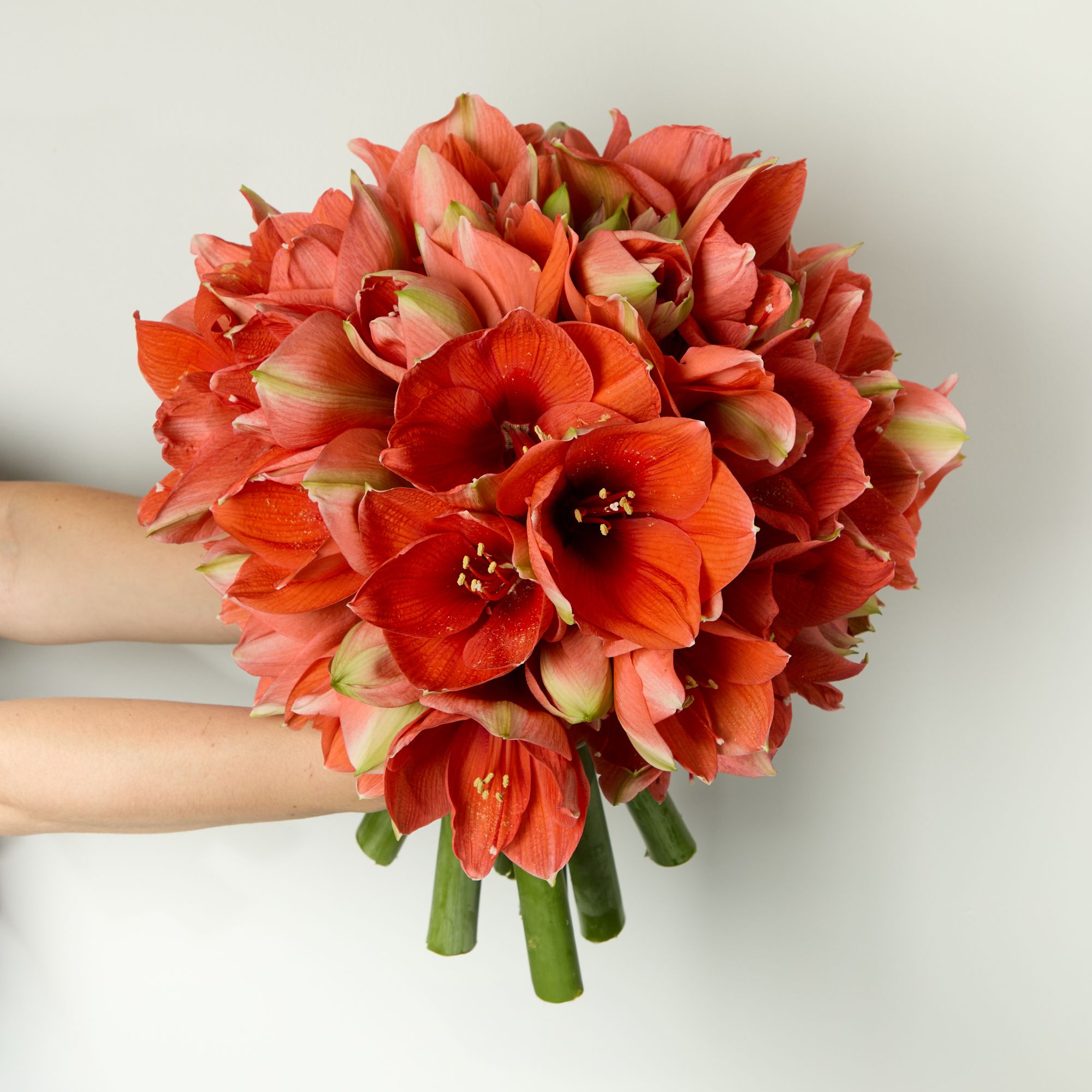 Red 'Horizon' amaryllis