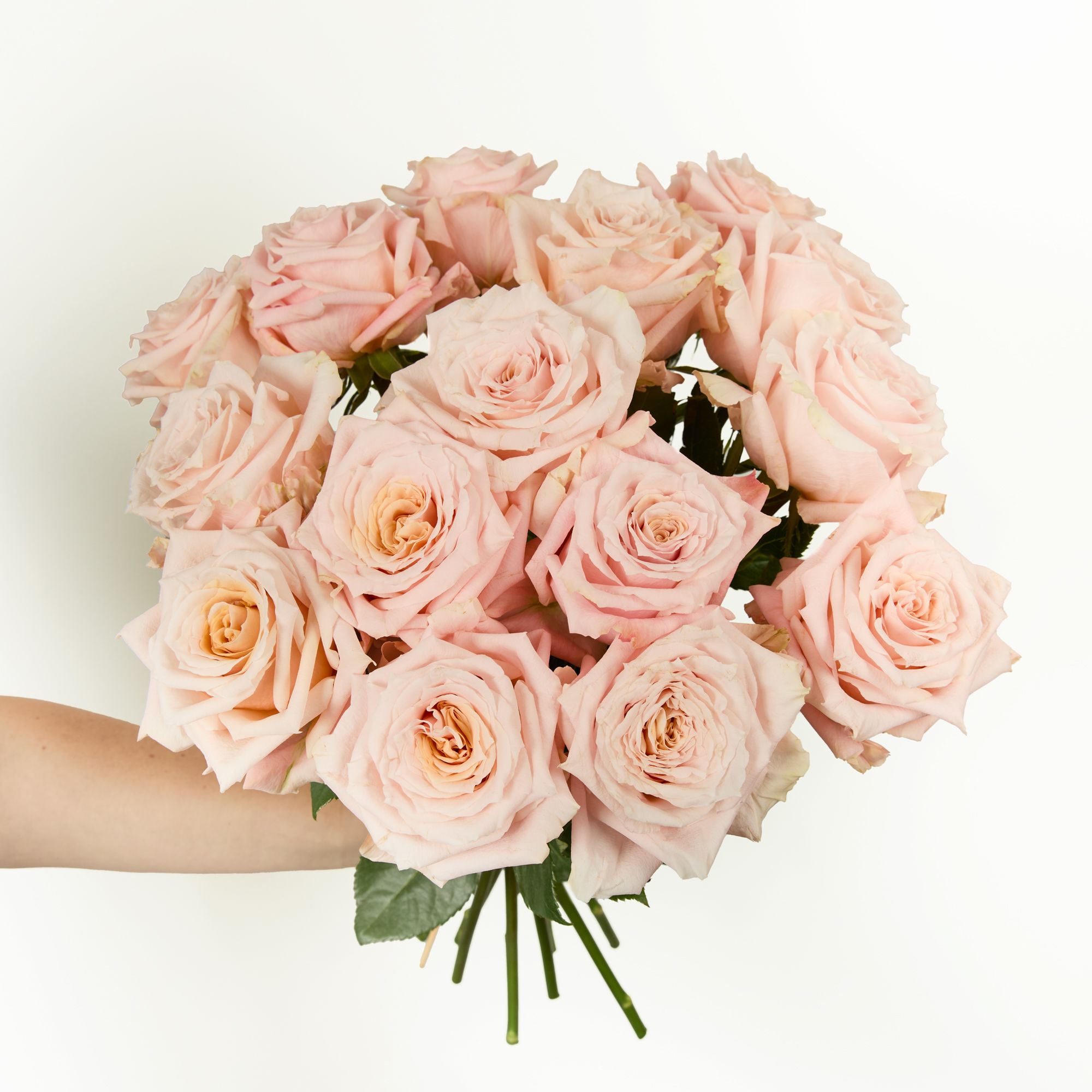 Pink 'Shimmer' roses