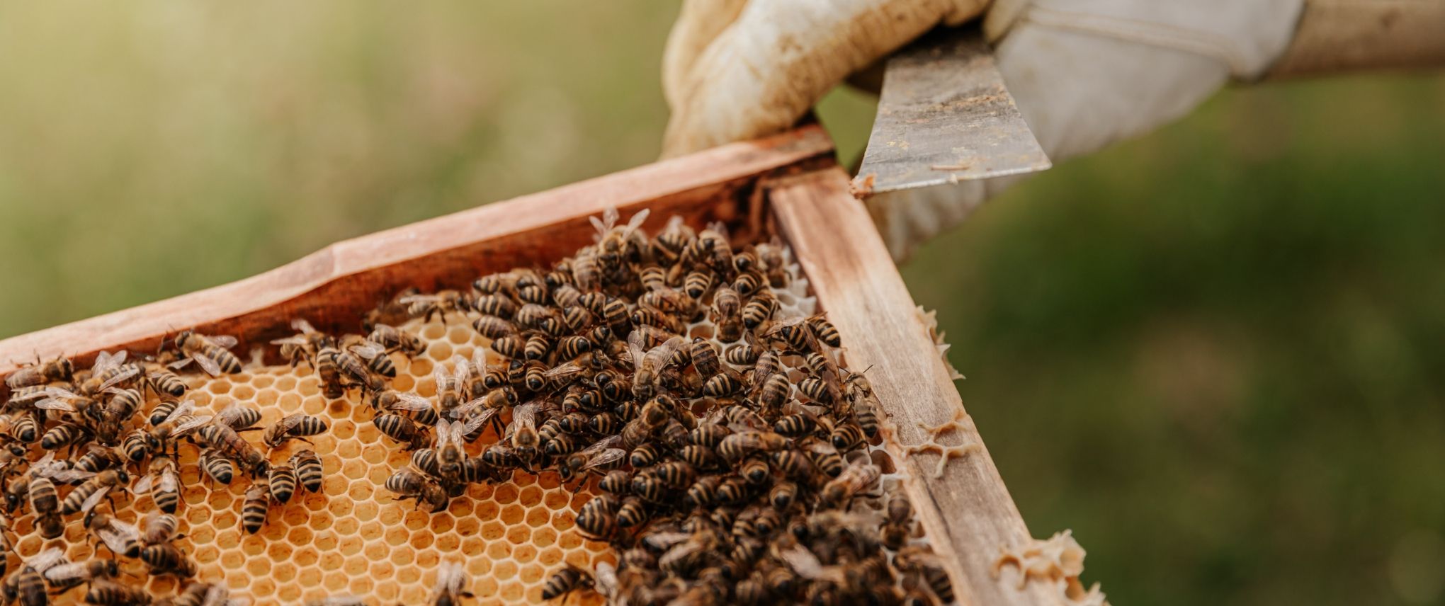 Queen Bee Sperm Storage Holds Clues to Colony Collapse