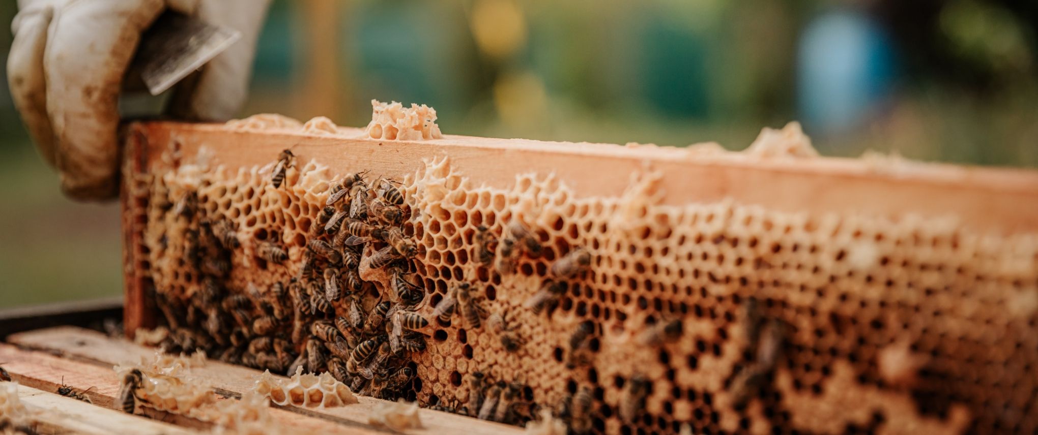 beekeeping-2.jpg
