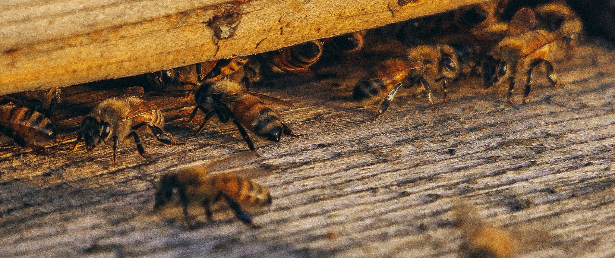 beekeeping-4-0.jpg