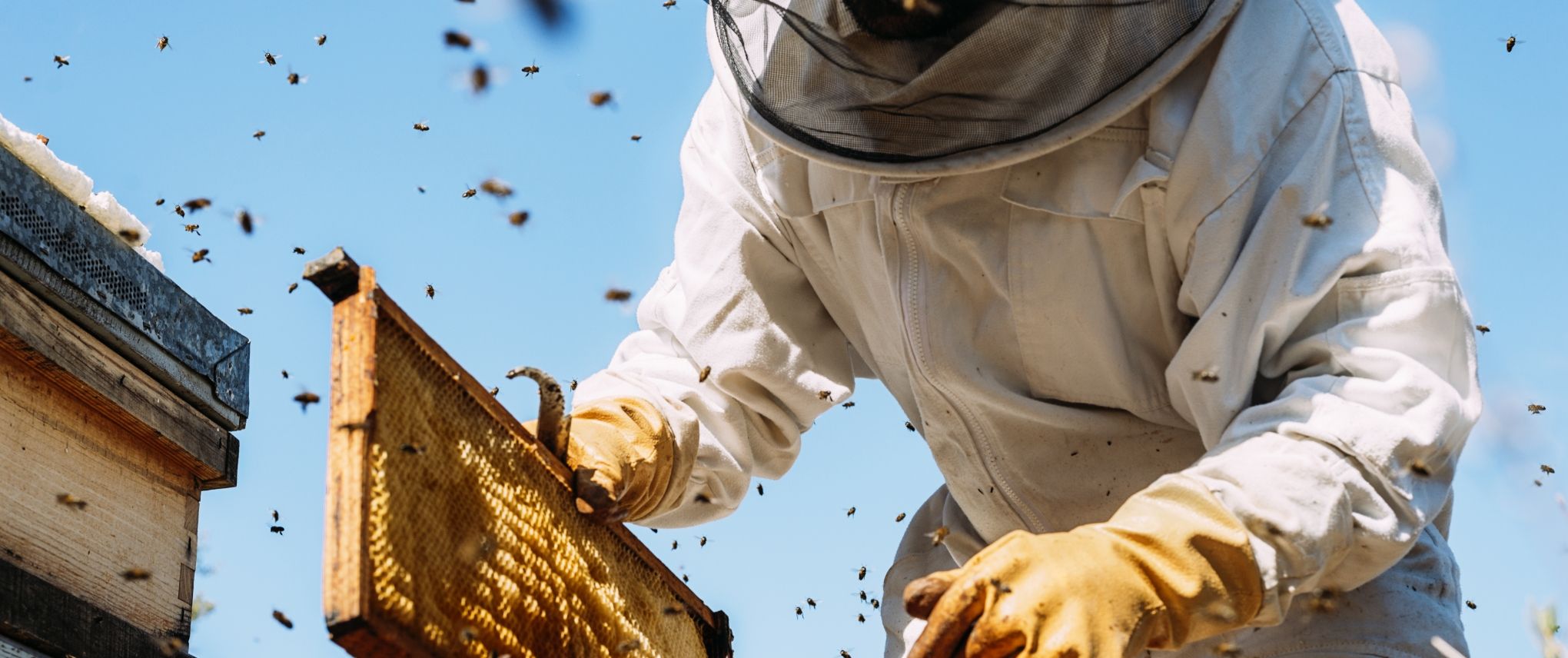 beekeeping-6-0.jpg