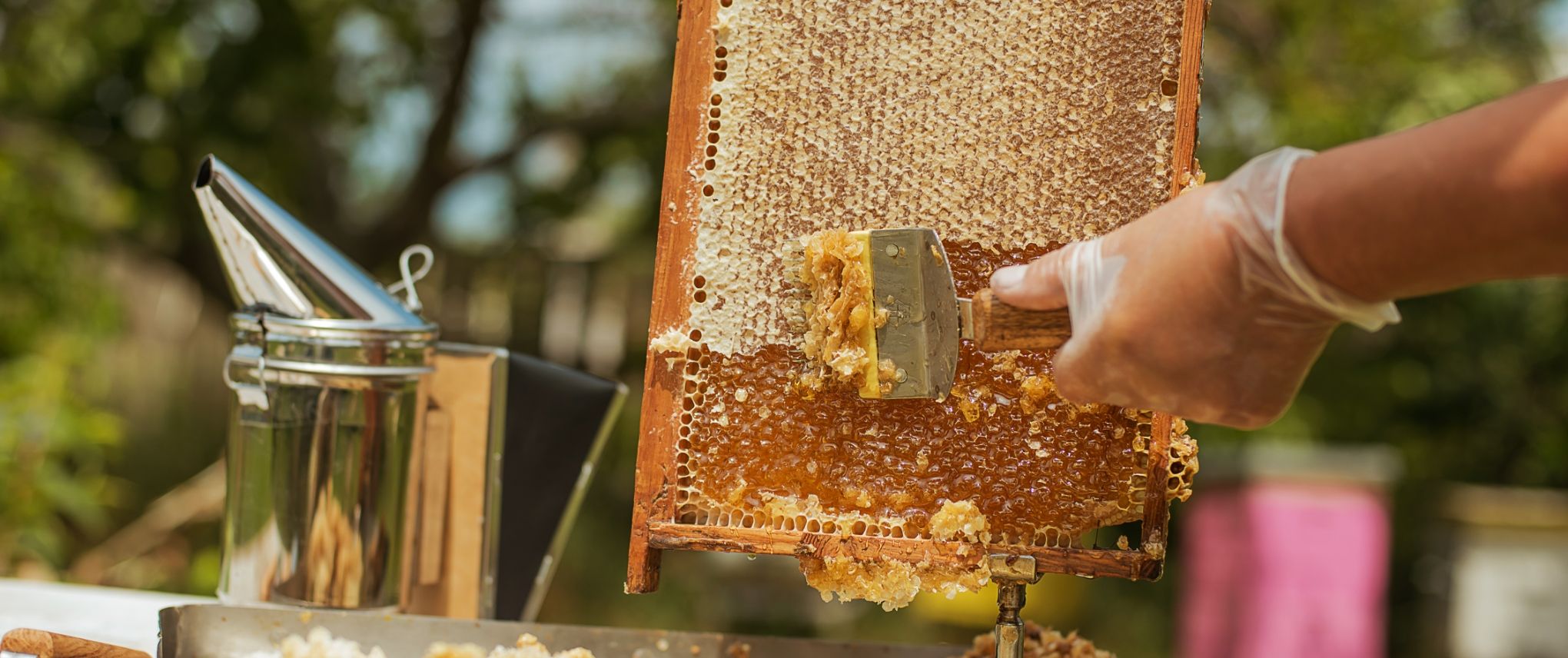 beekeeping-7-0.jpg