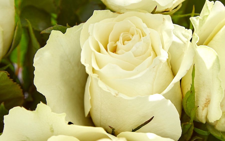 A close-up image of a white Fairtrade rose