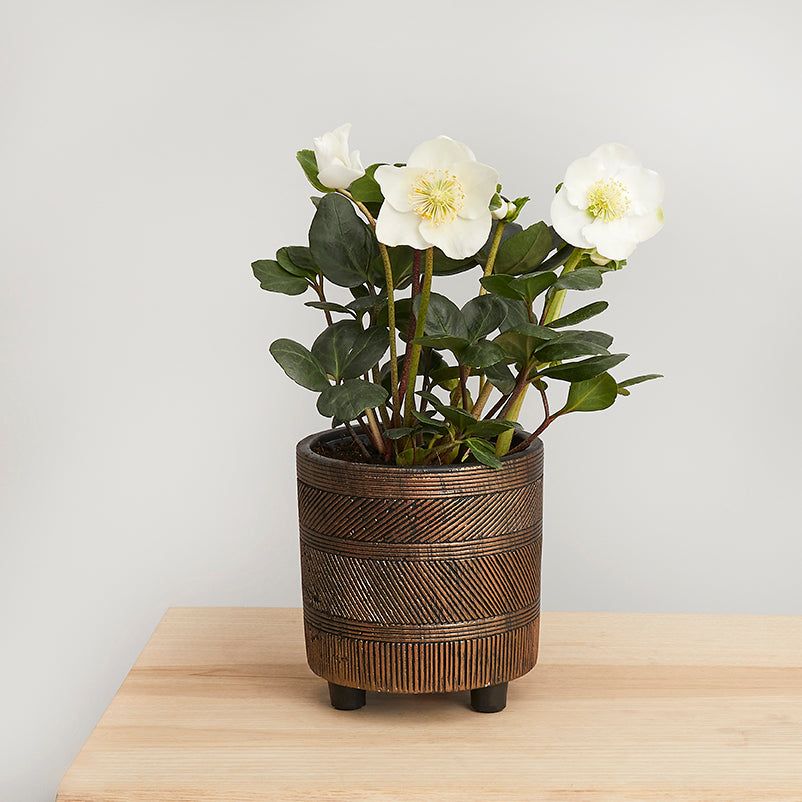Helleborus plant